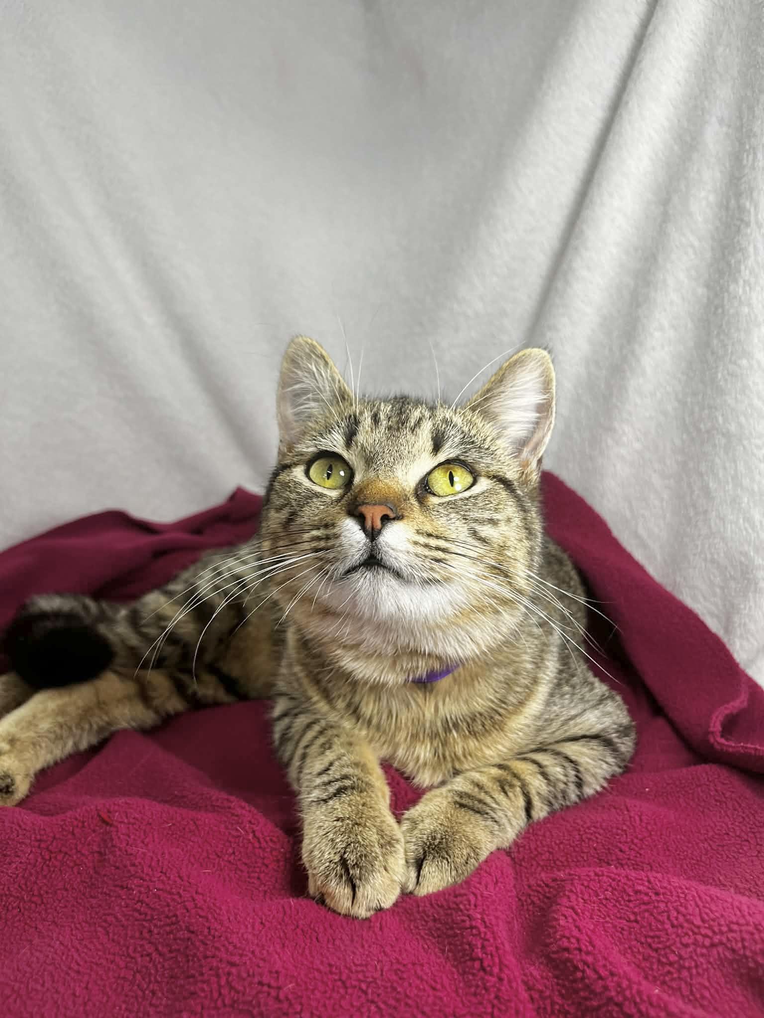 Cheeky, a ADOPTABLE Tabby in Tavares, FL image 3/3
