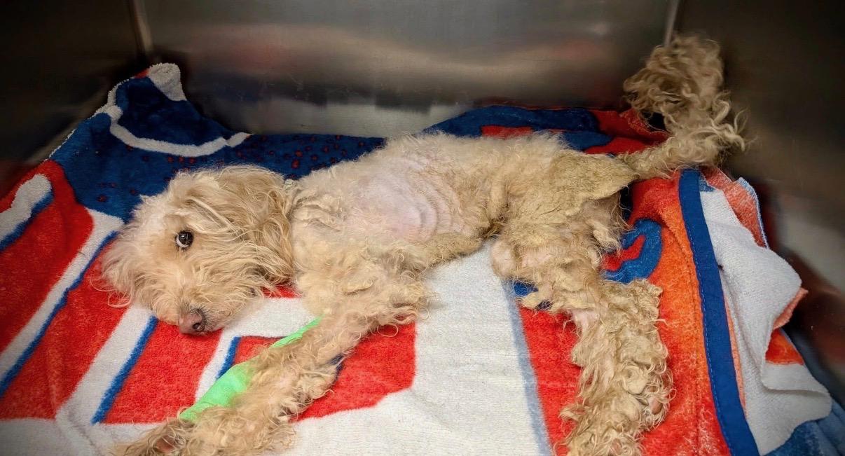 Enlarge King, a ADOPTABLE mixed breed in Mount Prospect, IL image 2/3