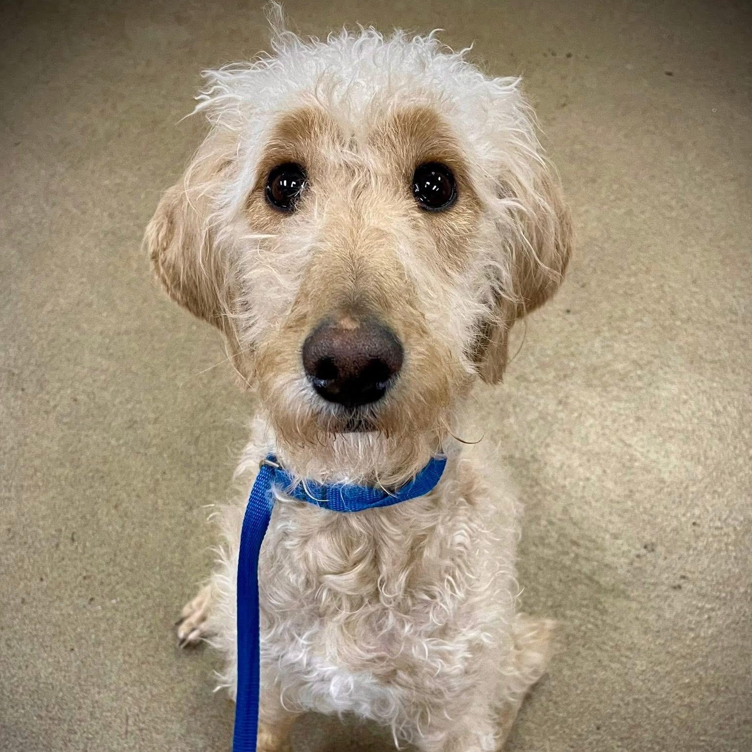 Enlarge King, a ADOPTABLE mixed breed in Mount Prospect, IL image 1/3