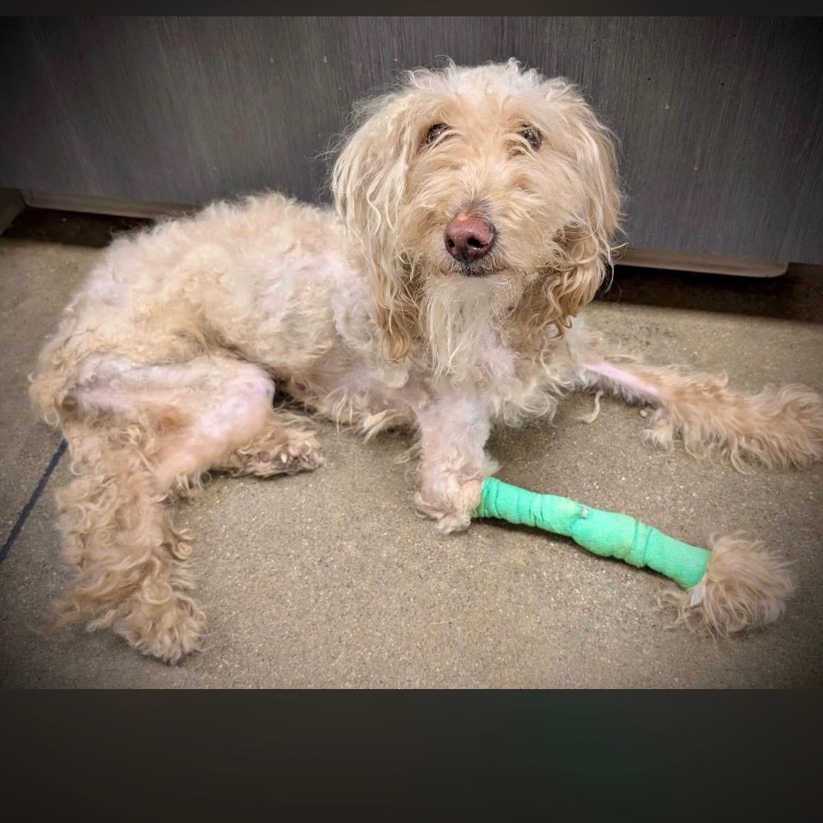 Enlarge King, a ADOPTABLE mixed breed in Mount Prospect, IL image 3/3