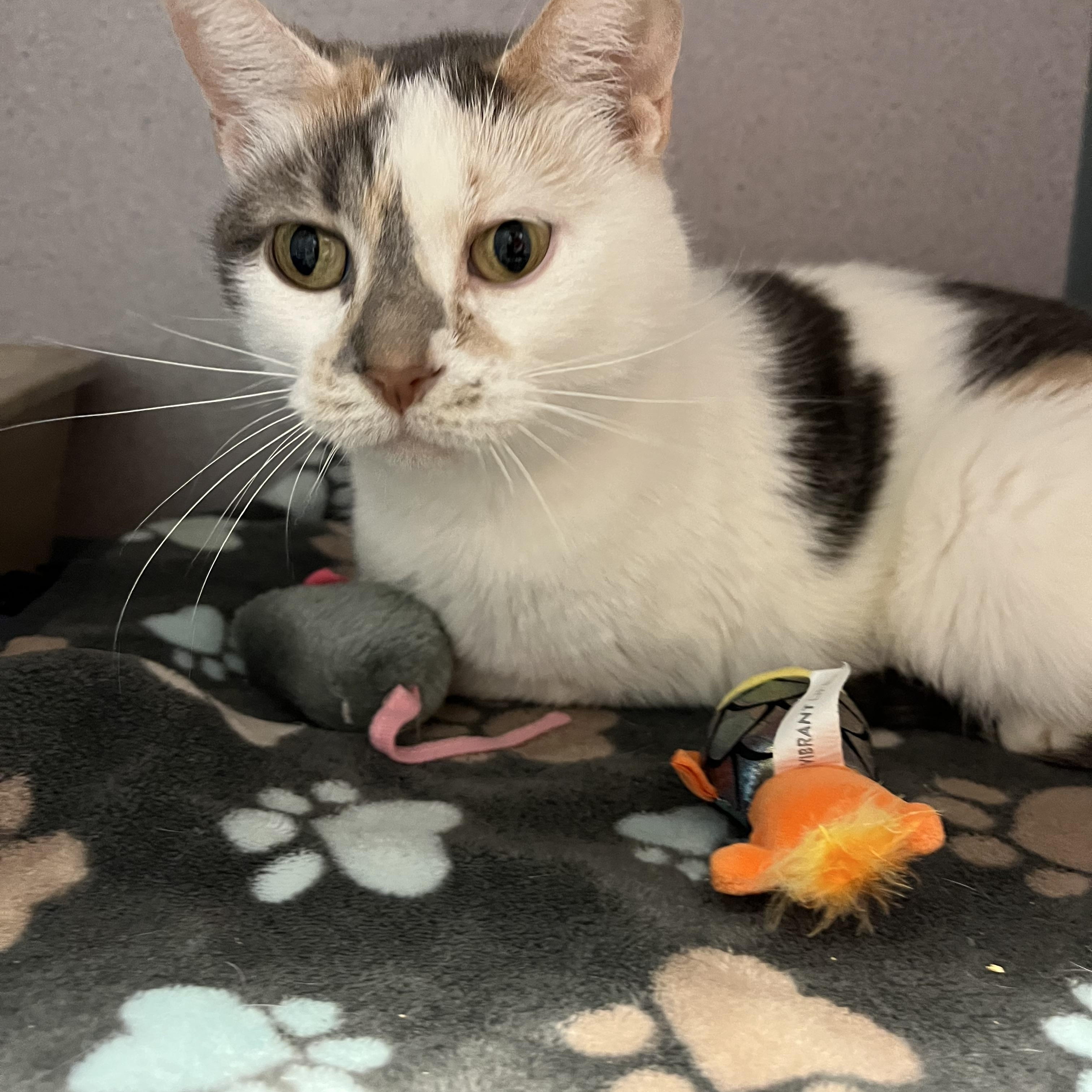 Enlarge Sprinkles, an adopted mixed breed in Cedar Rapids, IA image 4/4