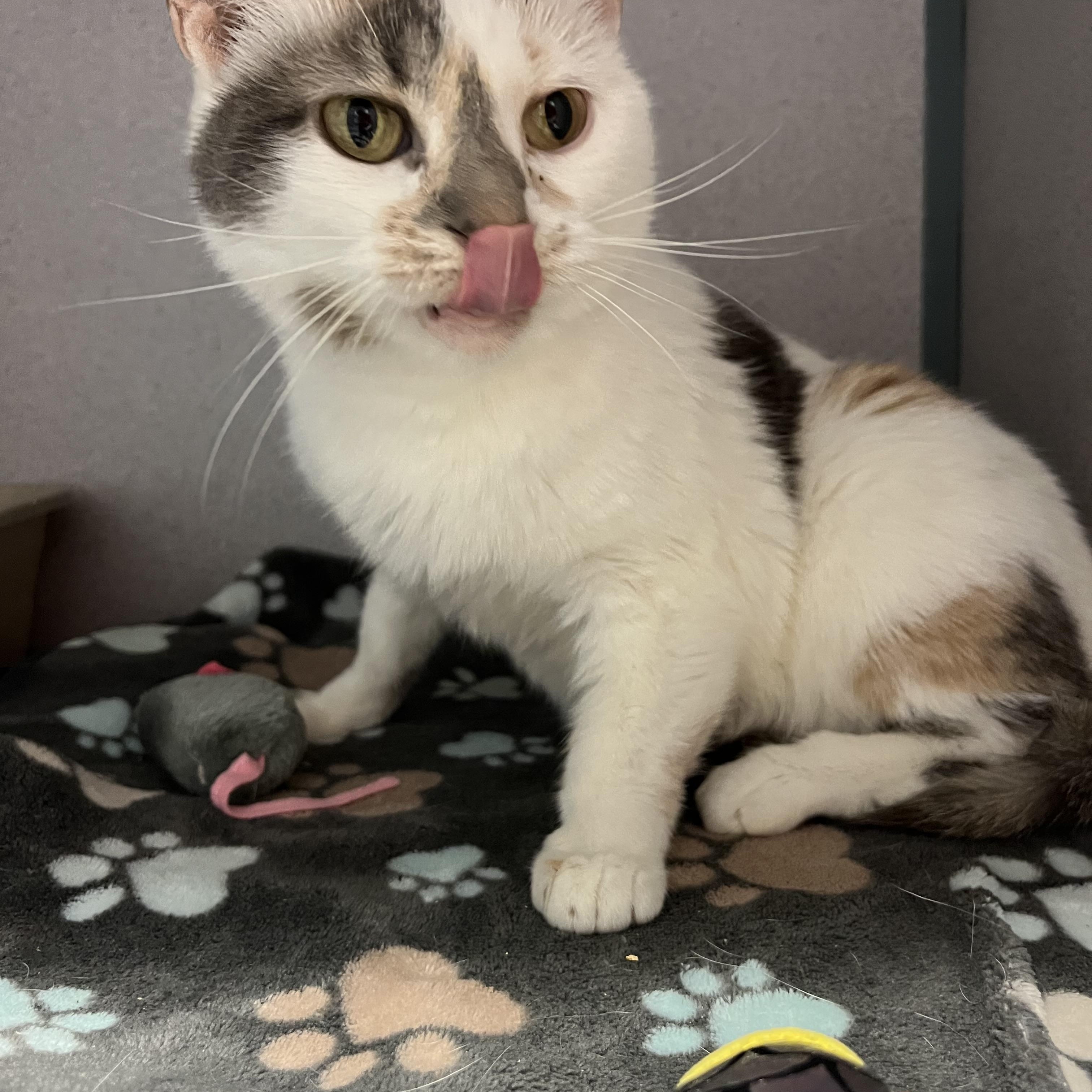 Enlarge Sprinkles, an adopted mixed breed in Cedar Rapids, IA image 2/4