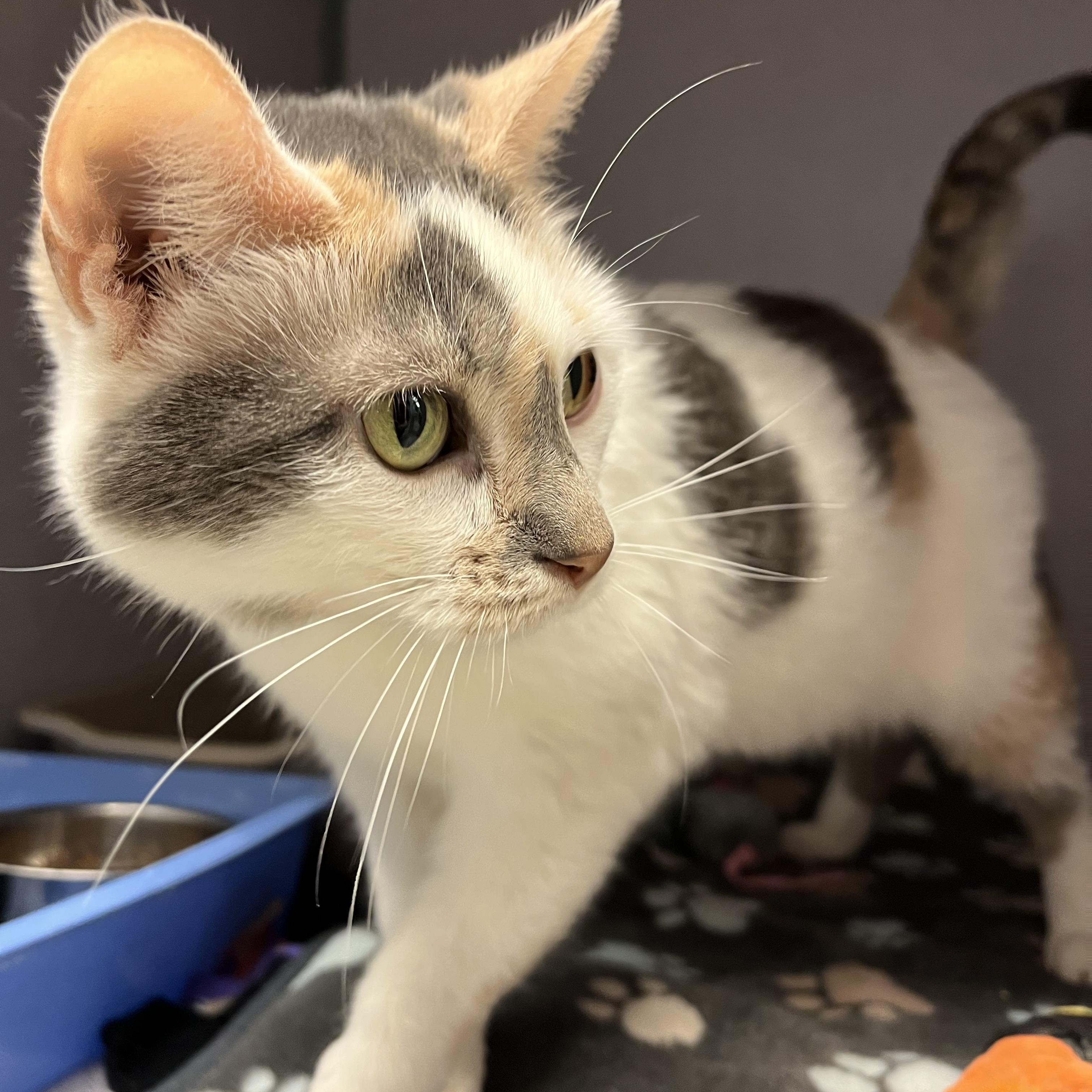 Sprinkles, Adoptable, Adult Female Domestic Short Hair.