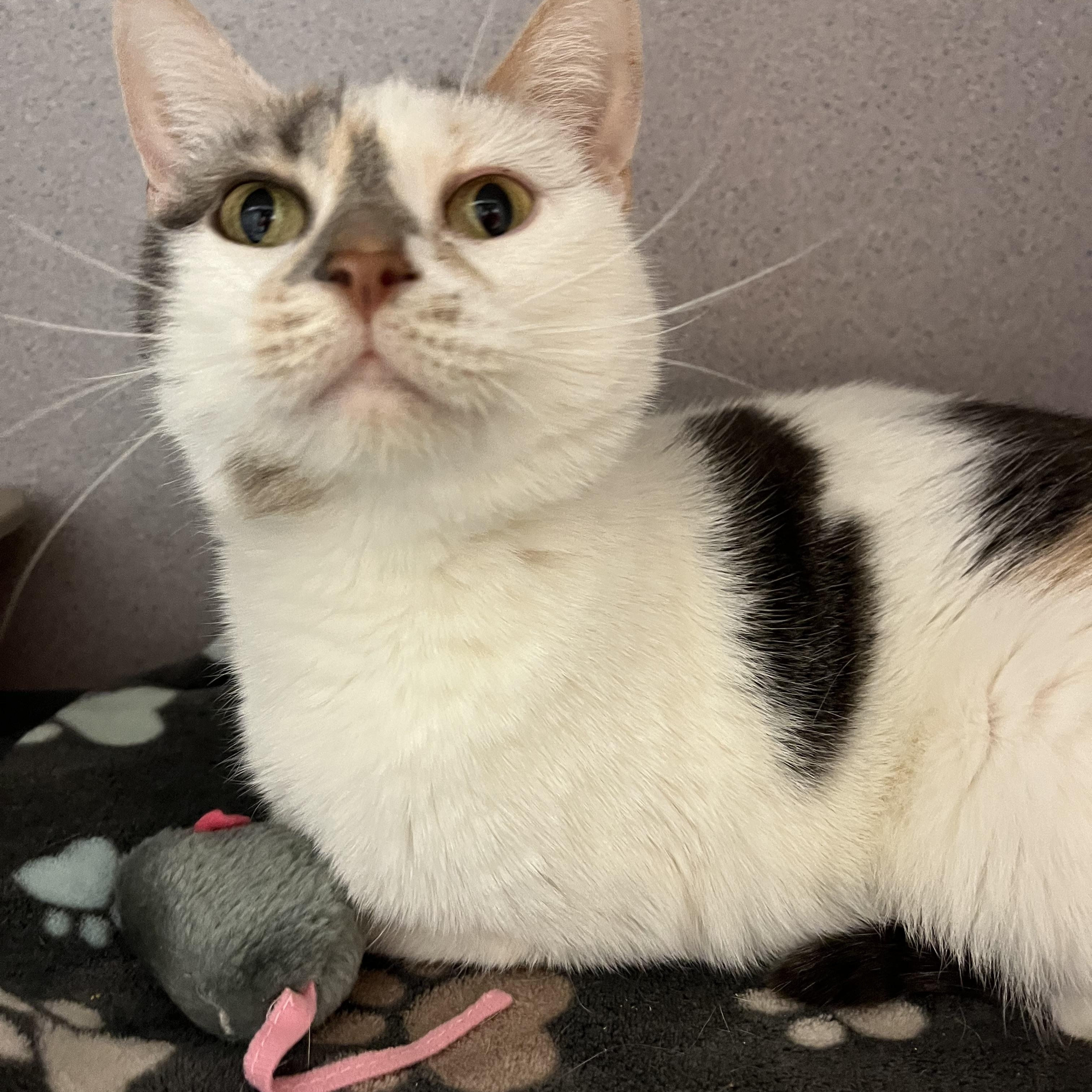 Enlarge Sprinkles, an adopted mixed breed in Cedar Rapids, IA image 3/4