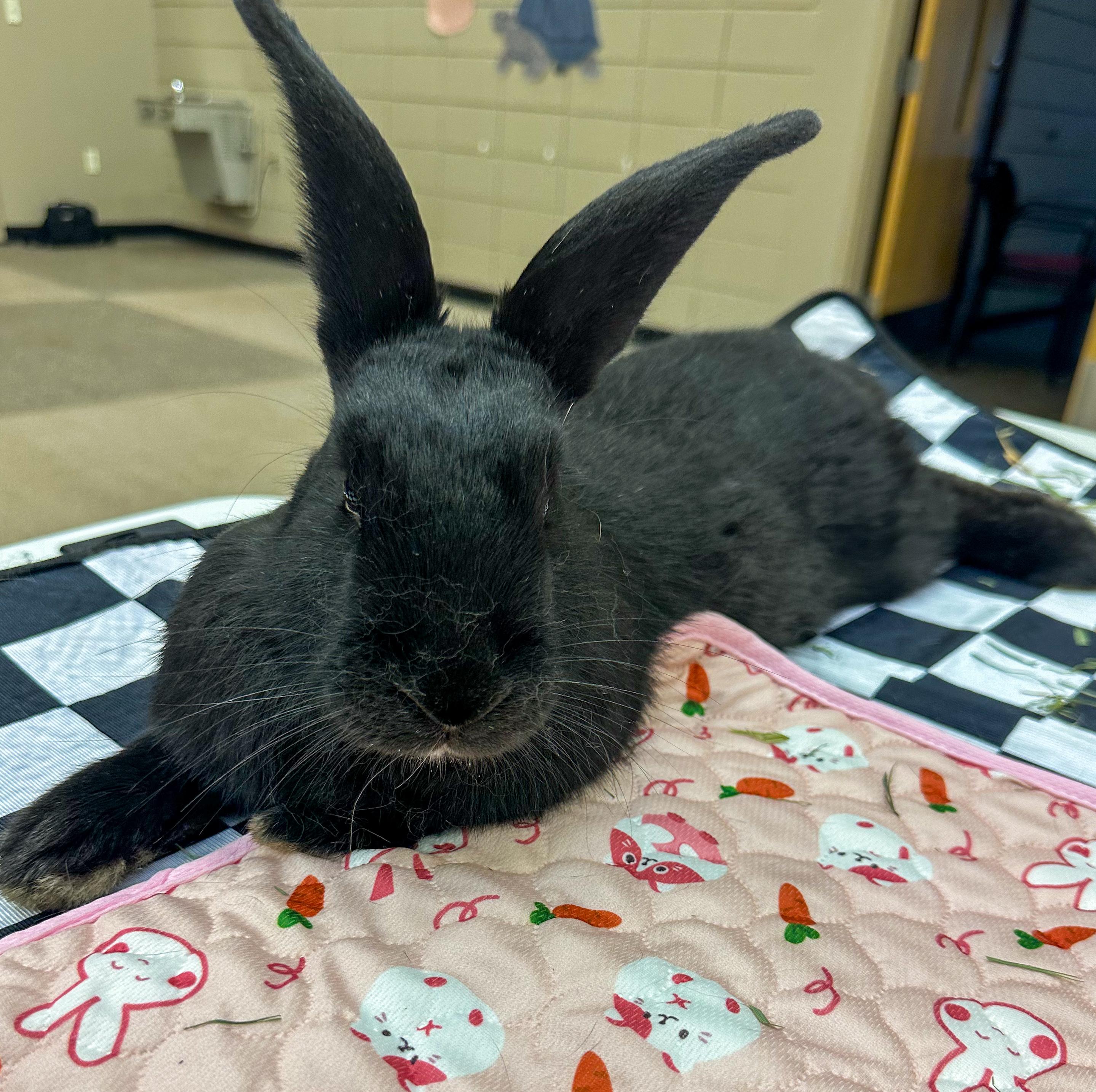 Enlarge Strawberry and Cassie, a ADOPTABLE New Zealand in North Little Rock, AR image 3/3