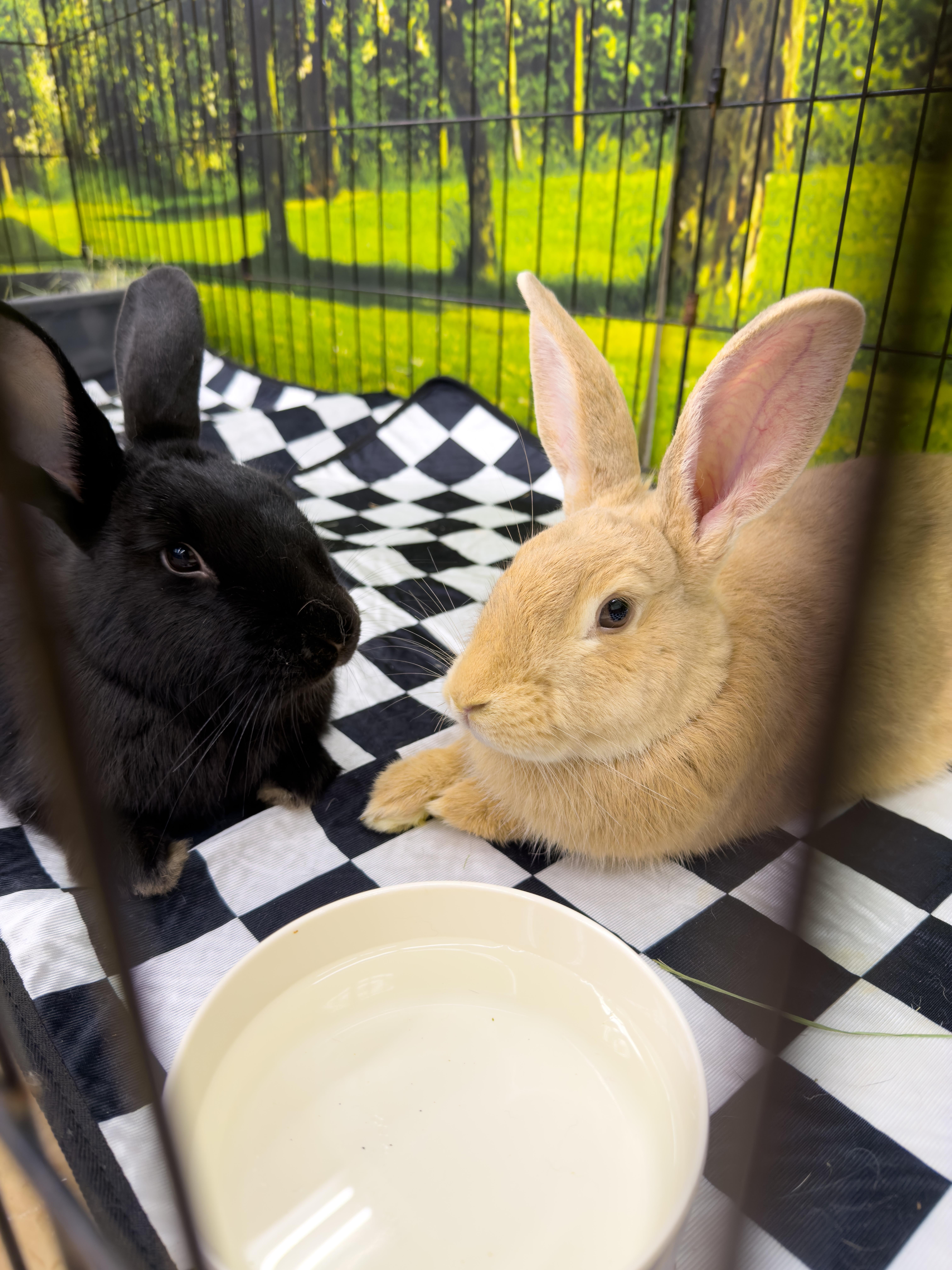 Strawberry and Cassie, a ADOPTABLE New Zealand in North Little Rock, AR image 1/4