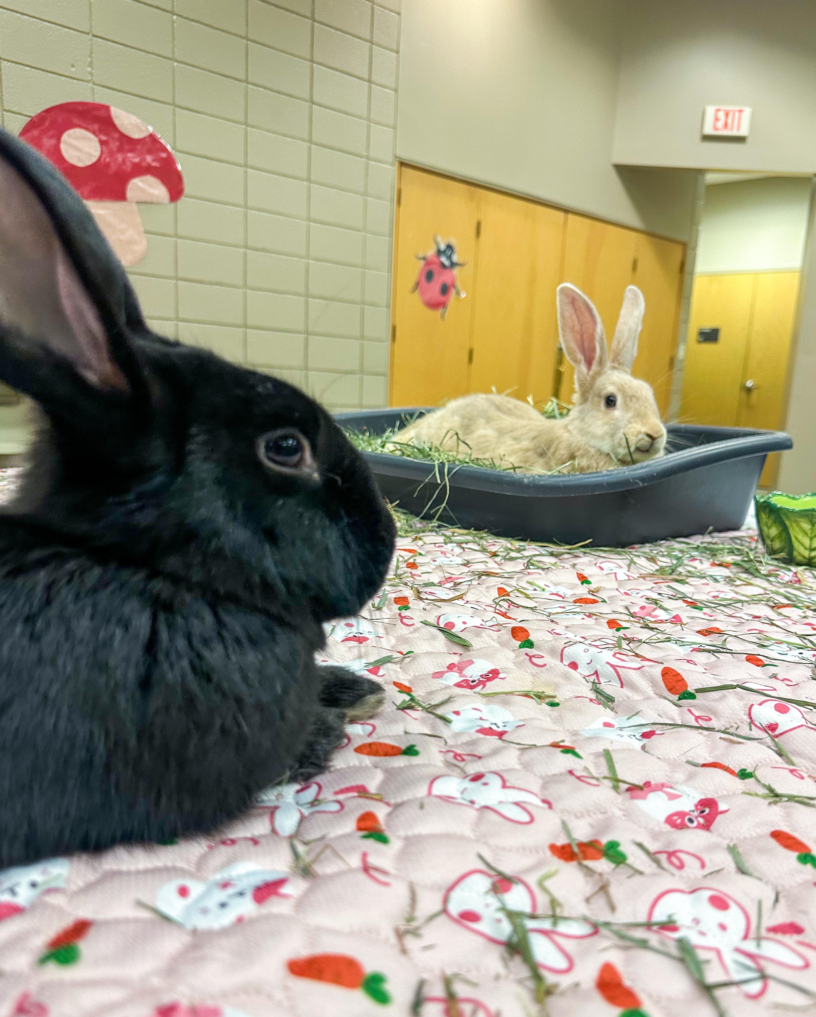 Enlarge Strawberry and Cassie, a ADOPTABLE New Zealand in North Little Rock, AR image 1/3