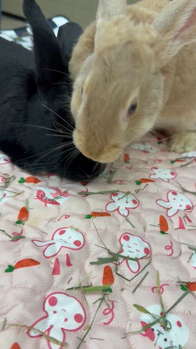 Enlarge Strawberry and Cassie, a ADOPTABLE New Zealand in North Little Rock, AR video 2/3