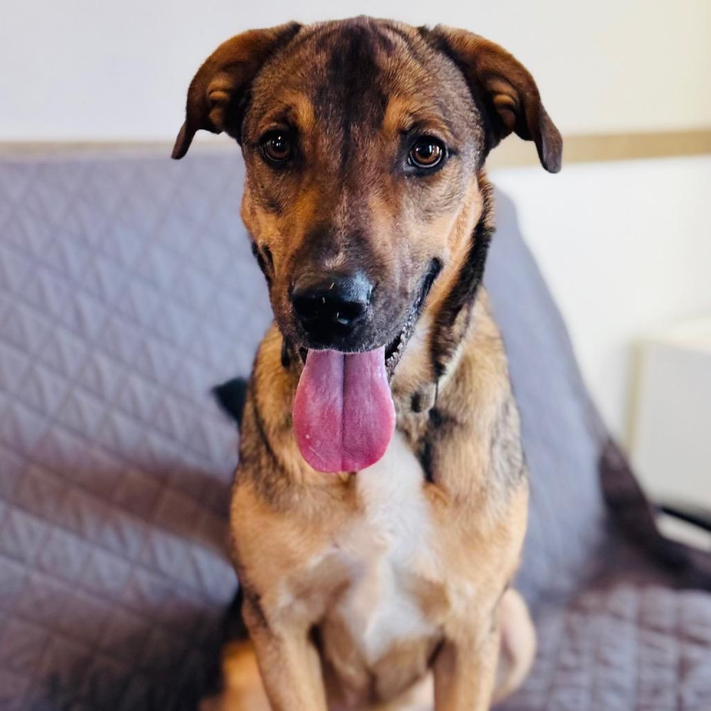 Enlarge Donnie, a Adoptable Mixed Breed in Green Bay, WI image 1/6