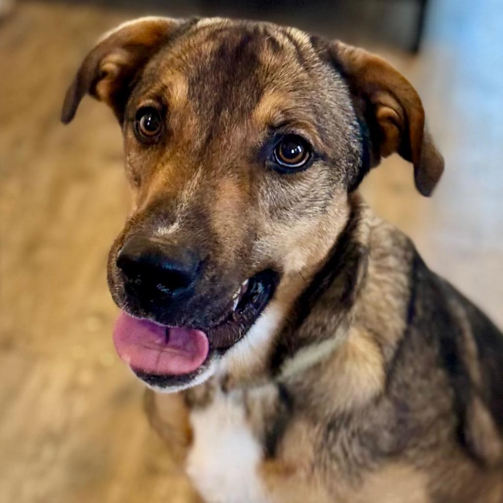 Enlarge Donnie, a Adoptable Mixed Breed in Green Bay, WI image 2/6