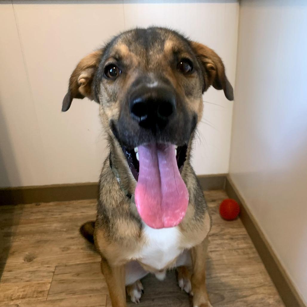 Enlarge Donnie, a Adoptable Mixed Breed in Green Bay, WI image 3/6