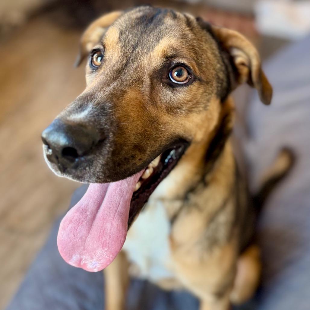 Enlarge Donnie, a Adoptable Mixed Breed in Green Bay, WI image 4/6