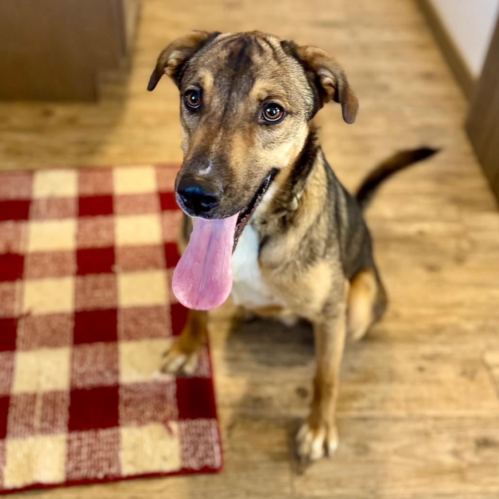 Enlarge Donnie, a Adoptable Mixed Breed in Green Bay, WI image 5/6