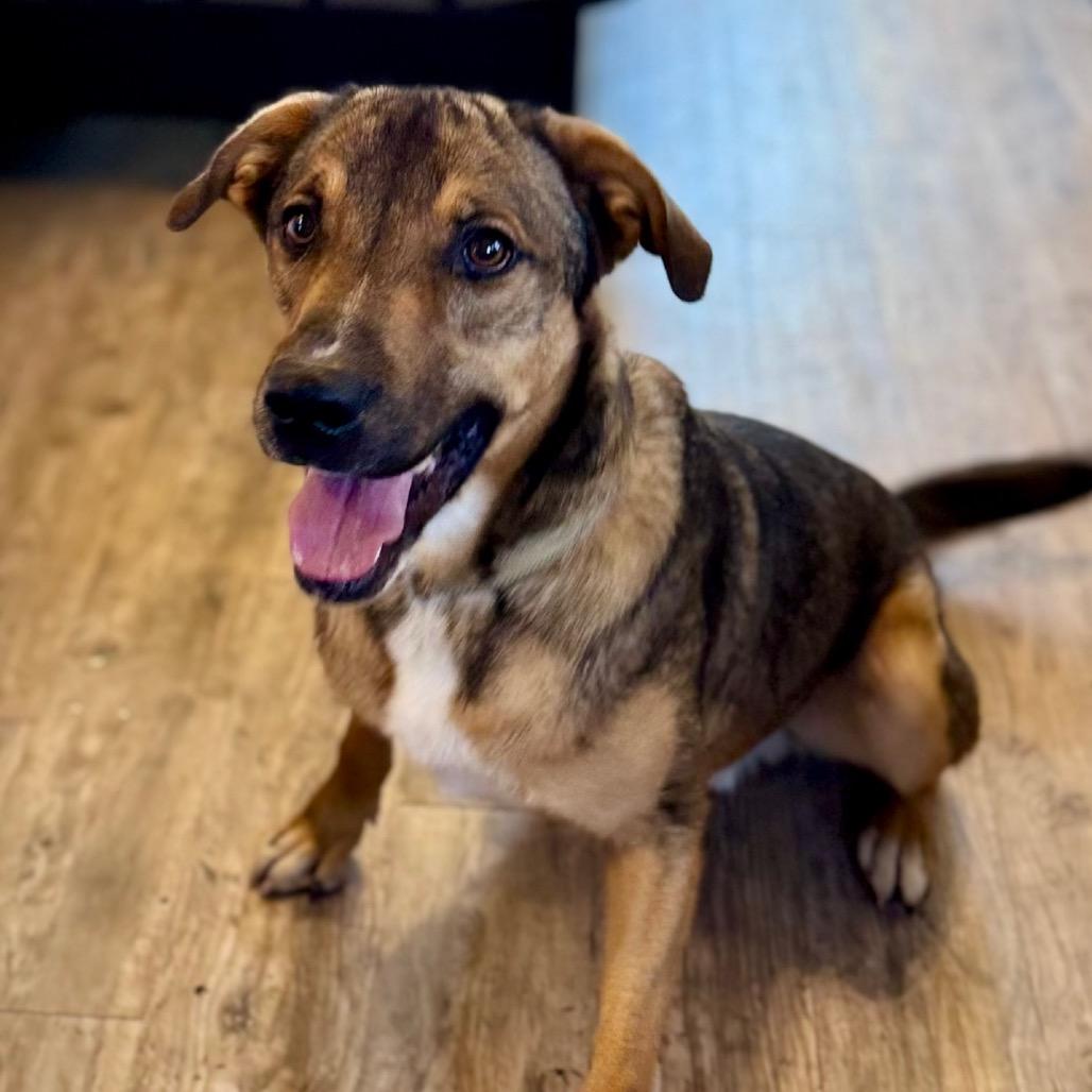 Enlarge Donnie, a Adoptable Mixed Breed in Green Bay, WI image 6/6