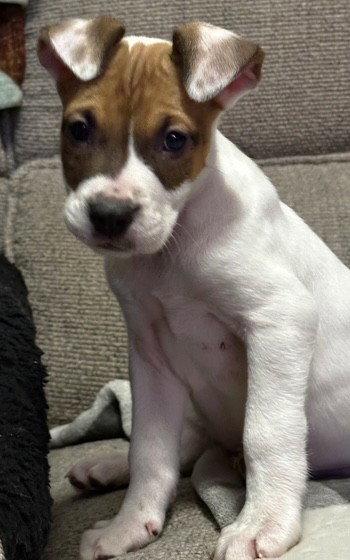 Enlarge Elliott, a Adoptable Pit Bull Terrier in Evergreen, CO image 2/3