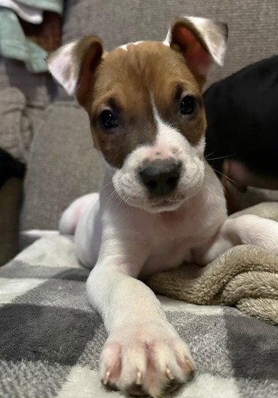 Enlarge Elliott, a Adoptable Pit Bull Terrier in Evergreen, CO image 3/3