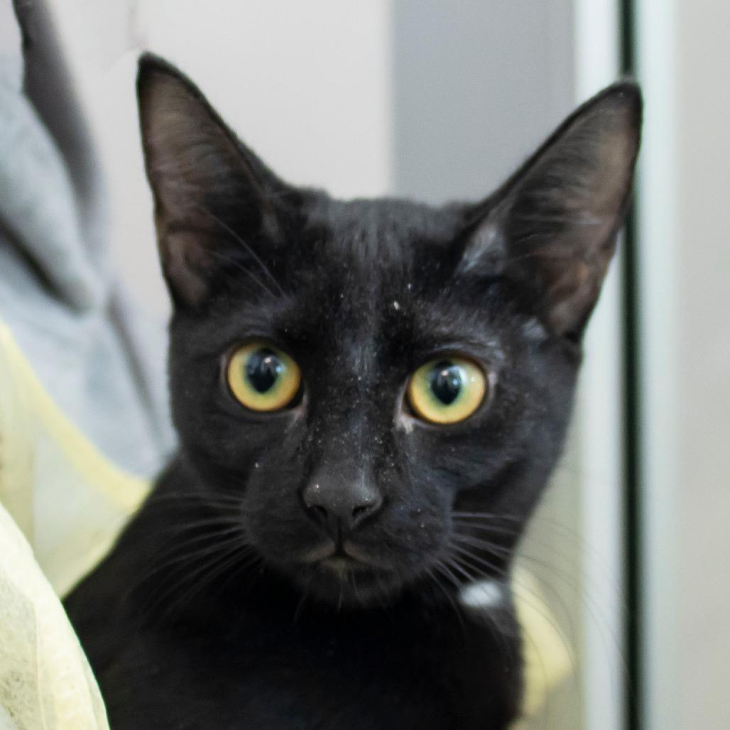 Raven, Adoptable, Kitten Female Domestic Short Hair.