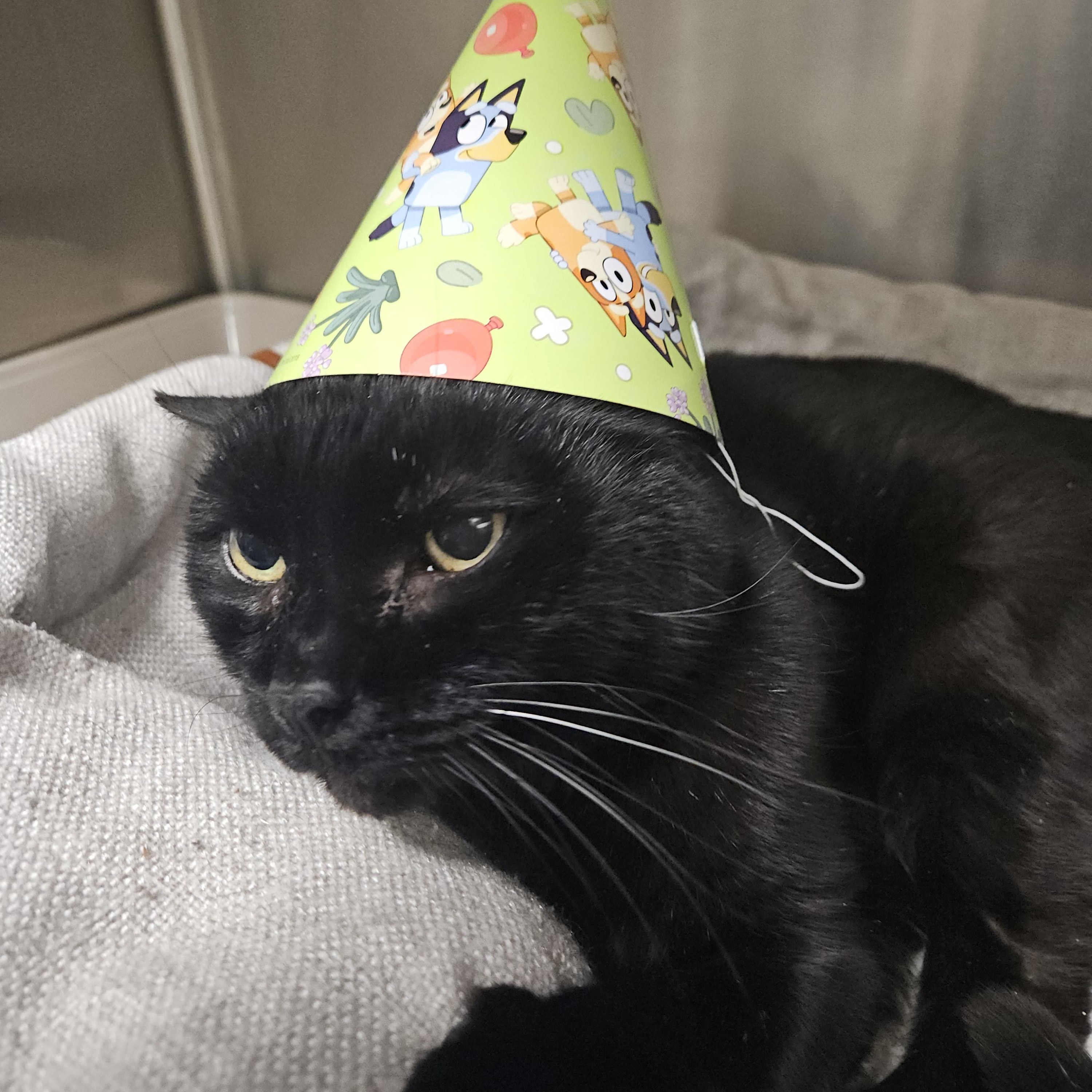 Selene *Sponsored Adoption Fee*, a Adoptable Domestic Short Hair in Philadelphia, PA image 4/5