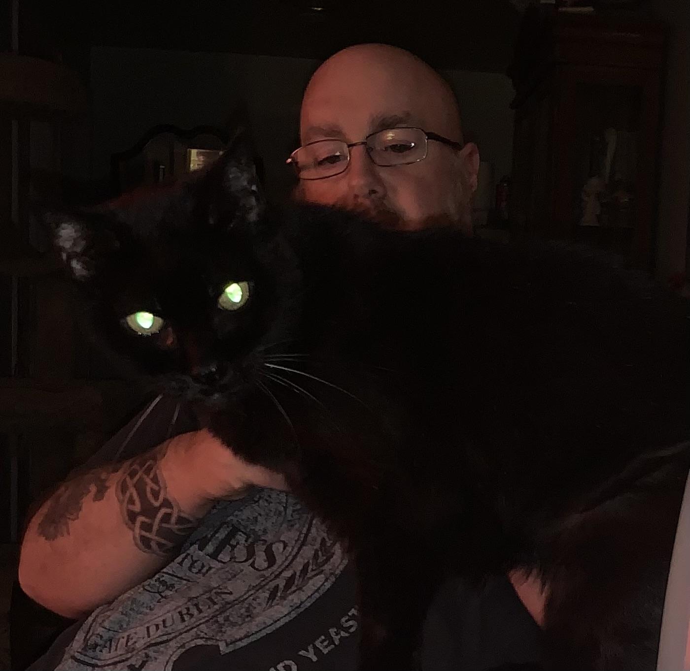 Selene *Sponsored Adoption Fee*, a Adoptable Domestic Short Hair in Philadelphia, PA image 1/5