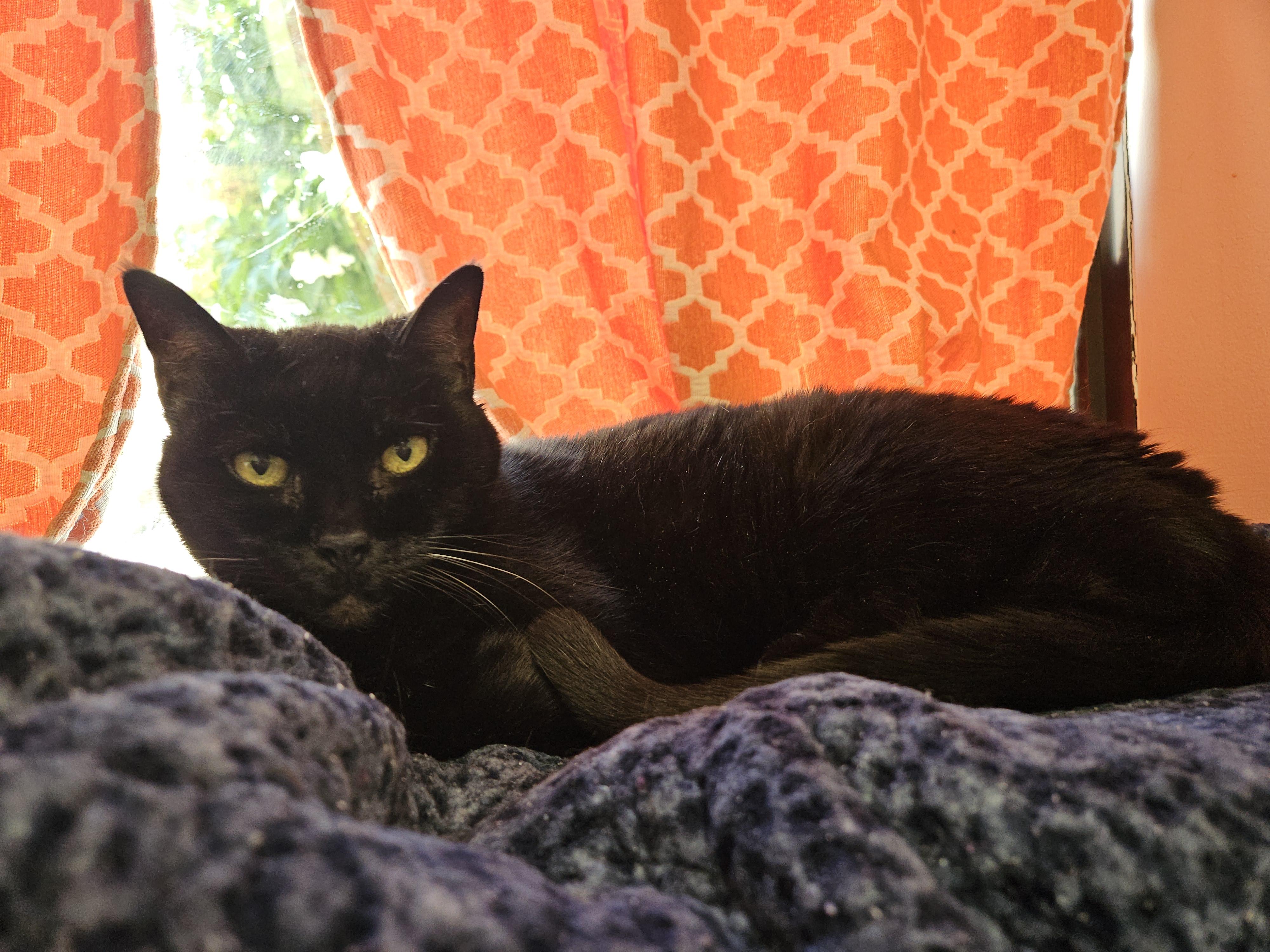 Selene *Sponsored Adoption Fee*, a Adoptable Domestic Short Hair in Philadelphia, PA image 5/5