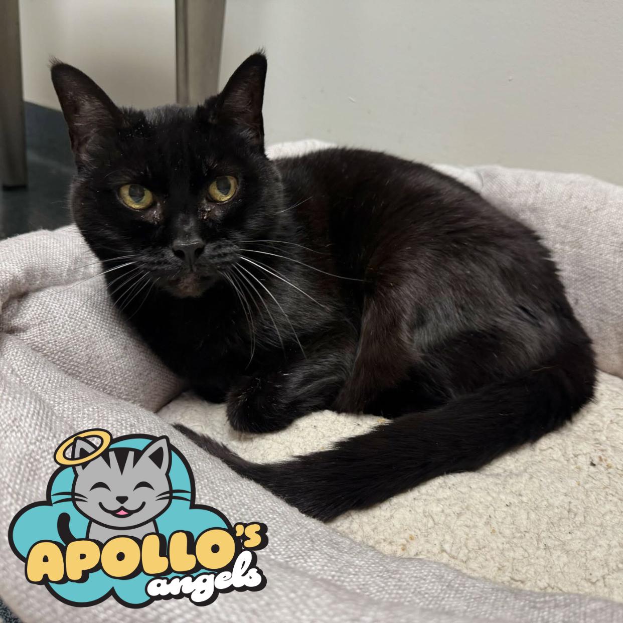 Selene *Sponsored Adoption Fee*, a Adoptable Domestic Short Hair in Philadelphia, PA image 2/5