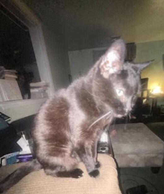 Selene *Sponsored Adoption Fee*, a Adoptable Domestic Short Hair in Philadelphia, PA image 3/5