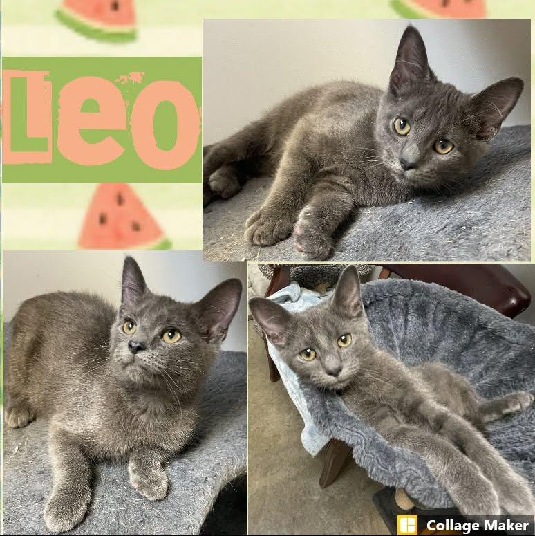 Enlarge Leo, a ADOPTABLE Domestic Short Hair in Clearfield, PA image 1/1