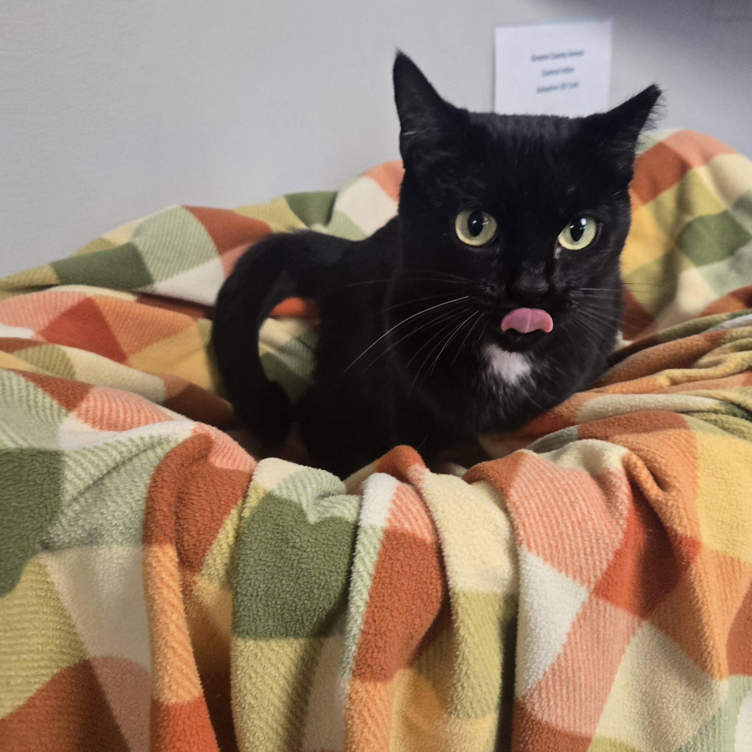 Tootsie Roll thumbnail 2