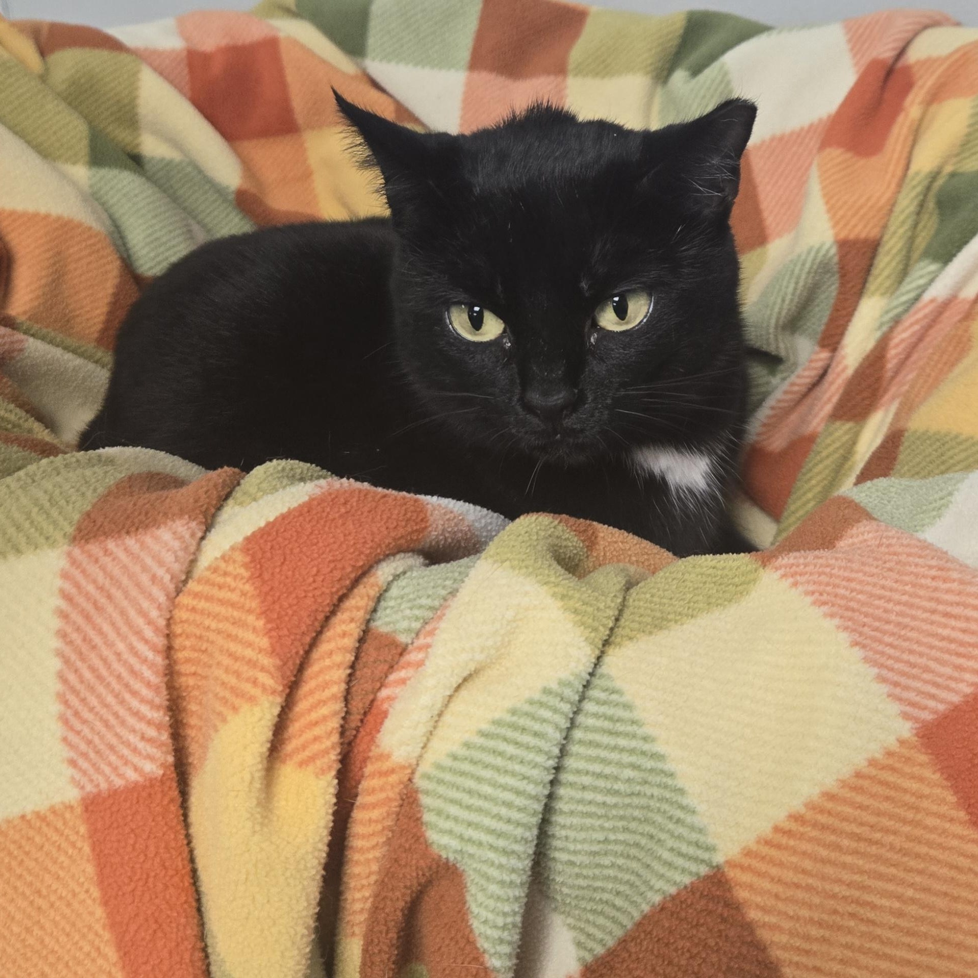 Tootsie Roll thumbnail 3