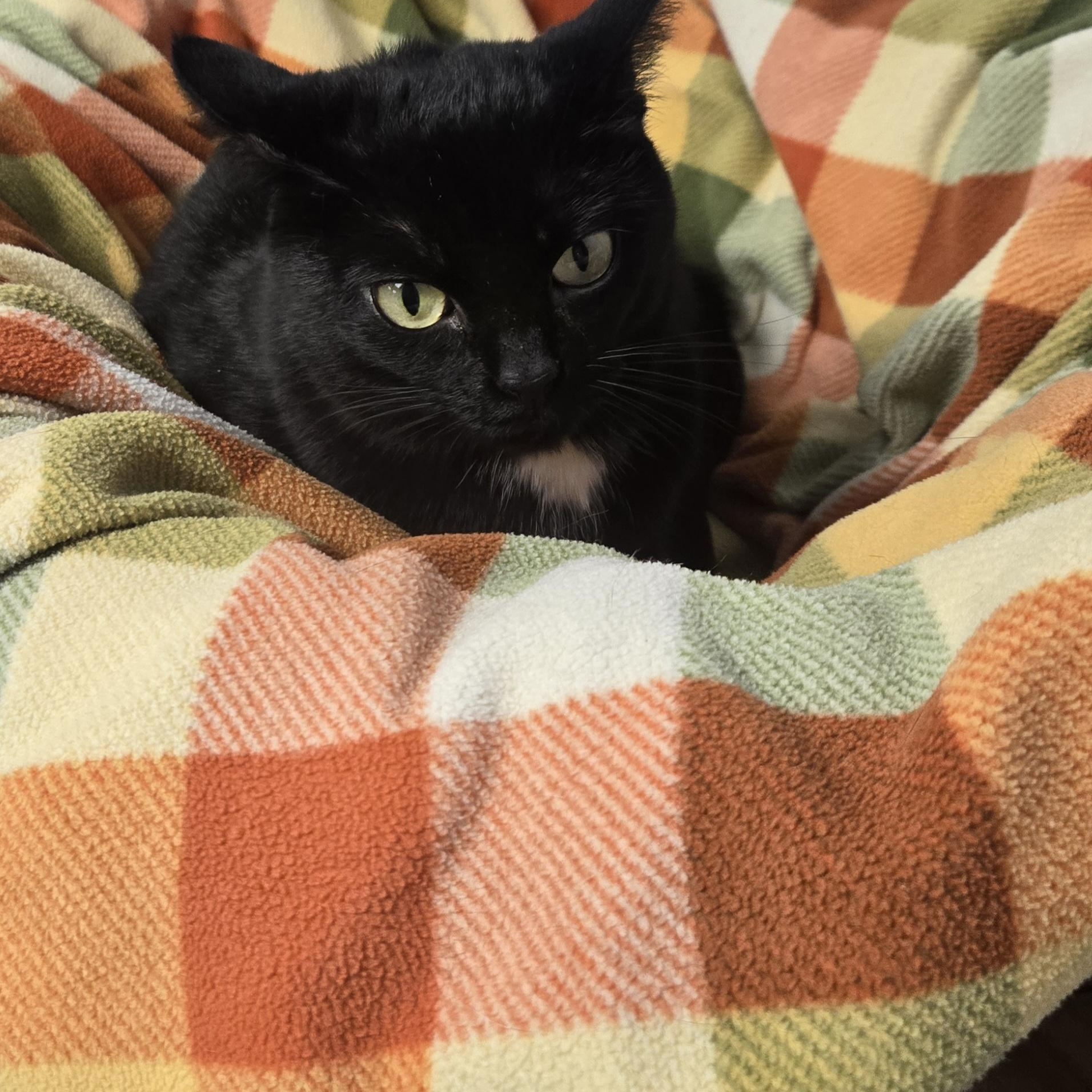 Tootsie Roll thumbnail 4