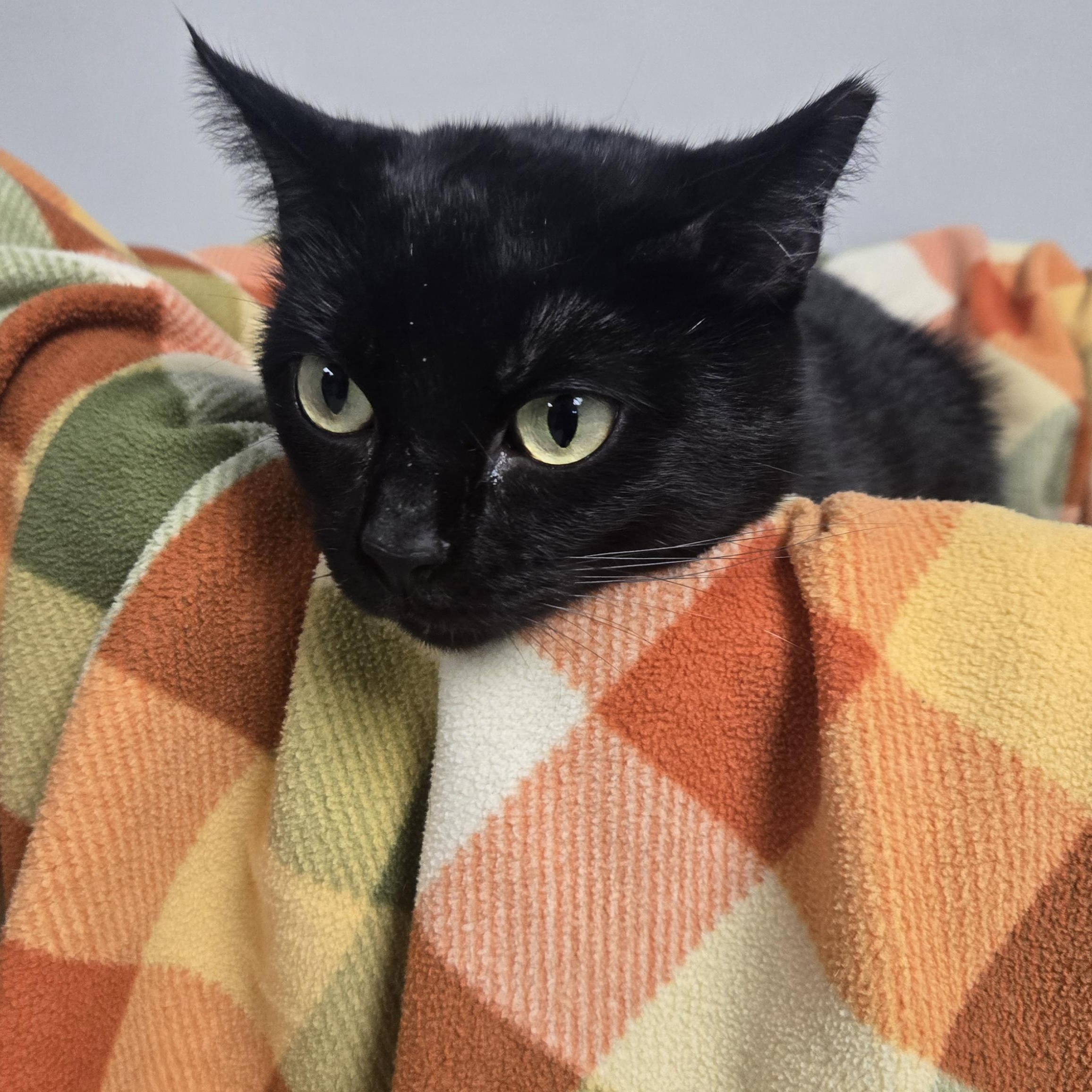 Tootsie Roll thumbnail 5