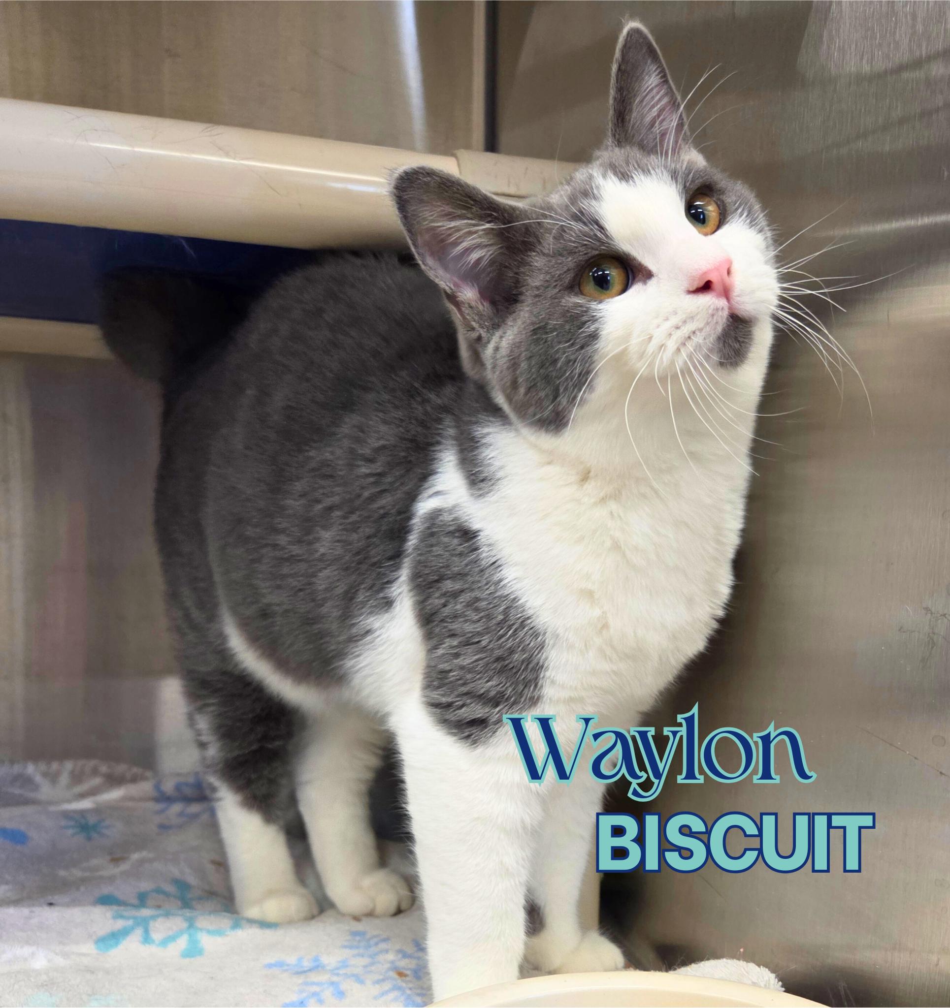 Waylon Biscuit thumbnail 2
