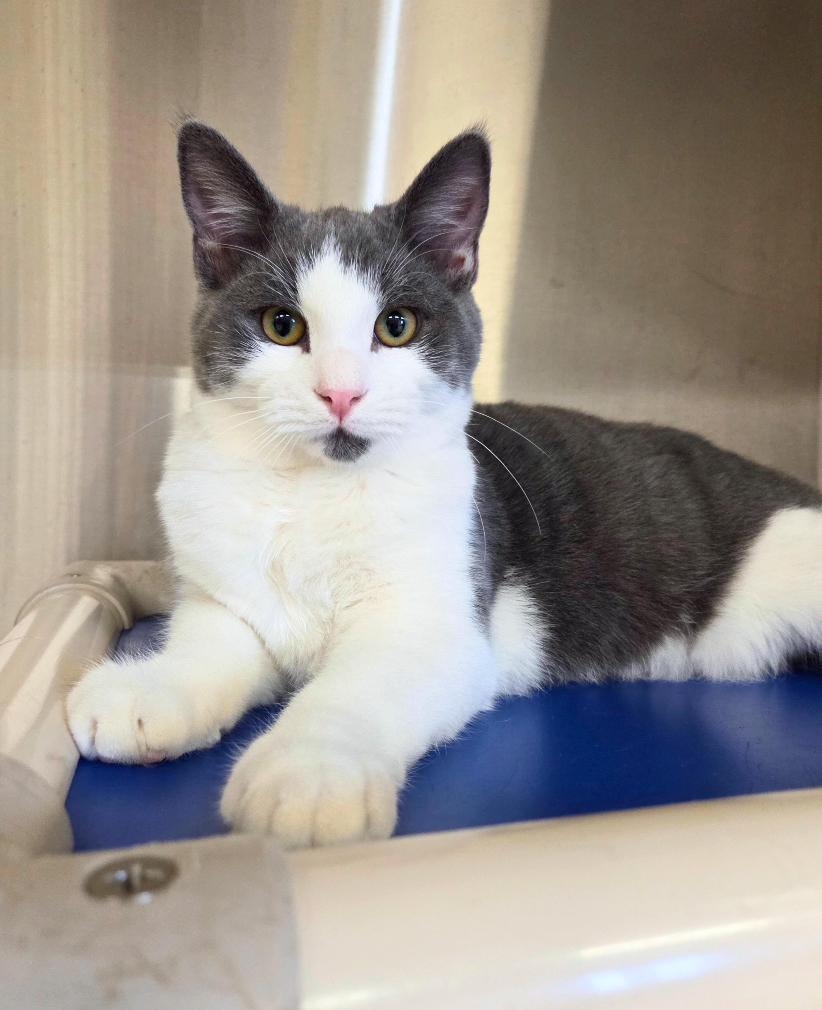 Enlarge Waylon Biscuit, a ADOPTABLE Domestic Short Hair in Nevada, IA image 2/4