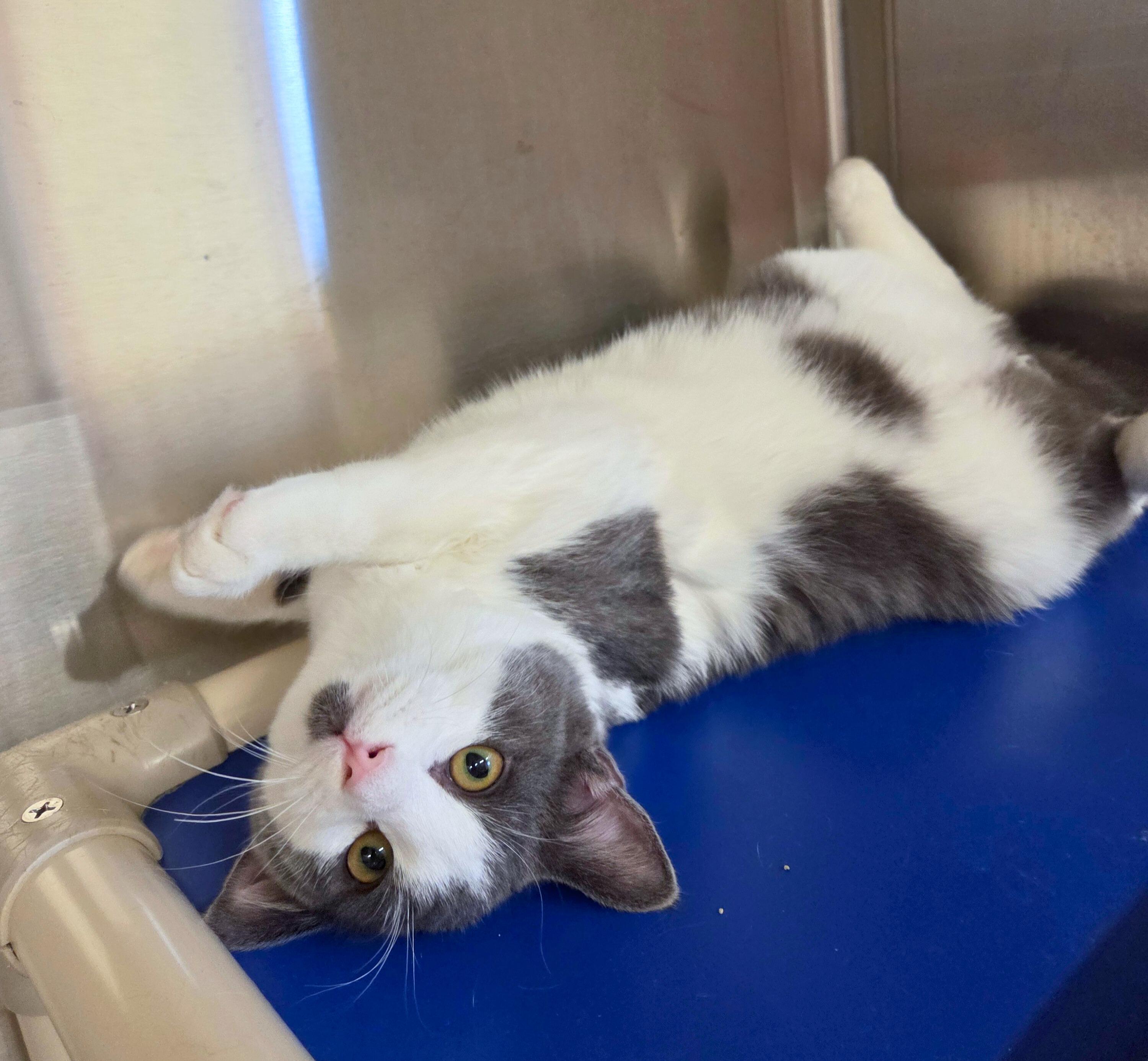 Enlarge Waylon Biscuit, a ADOPTABLE Domestic Short Hair in Nevada, IA image 4/4