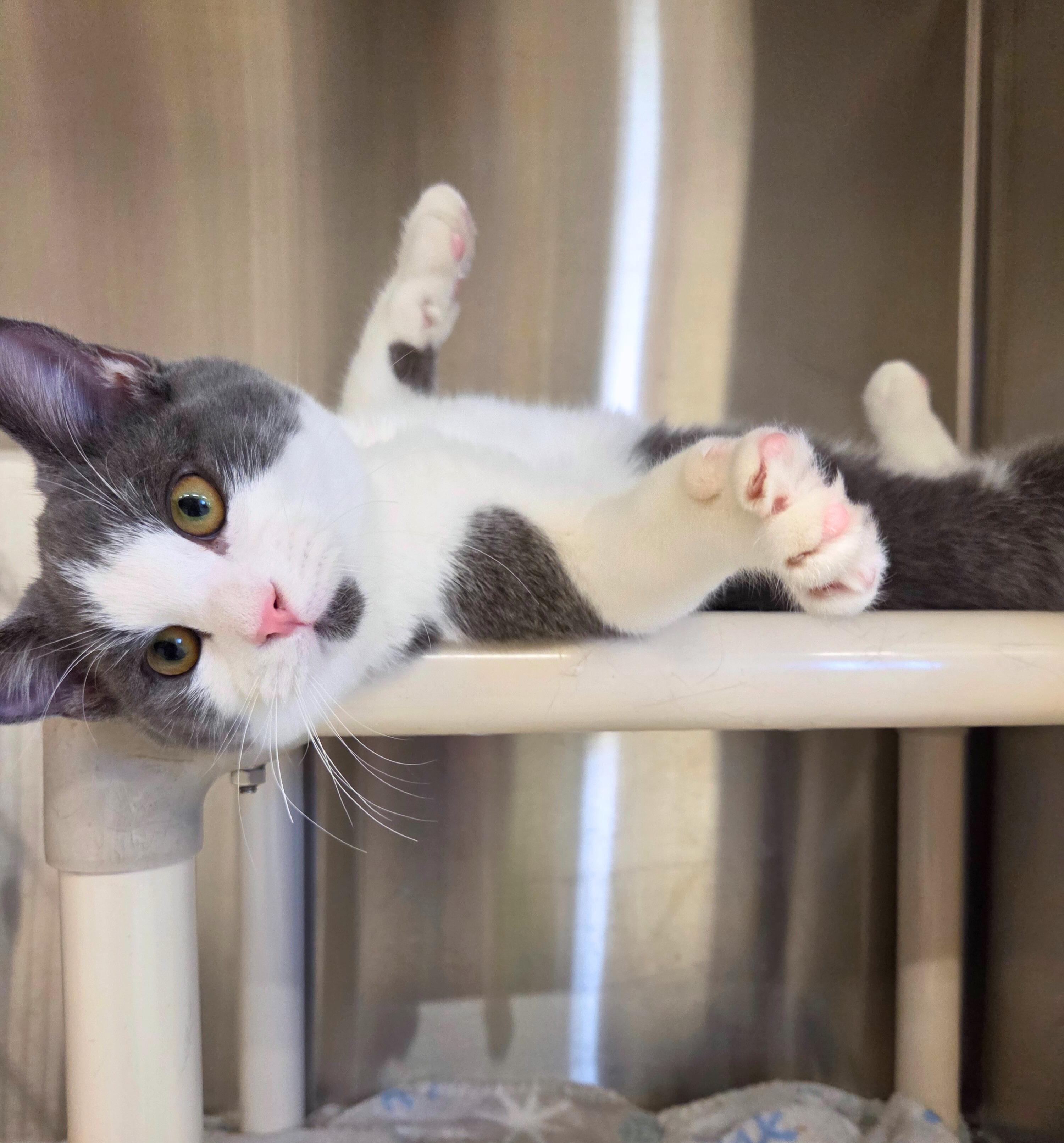 Enlarge Waylon Biscuit, a ADOPTABLE Domestic Short Hair in Nevada, IA image 3/4