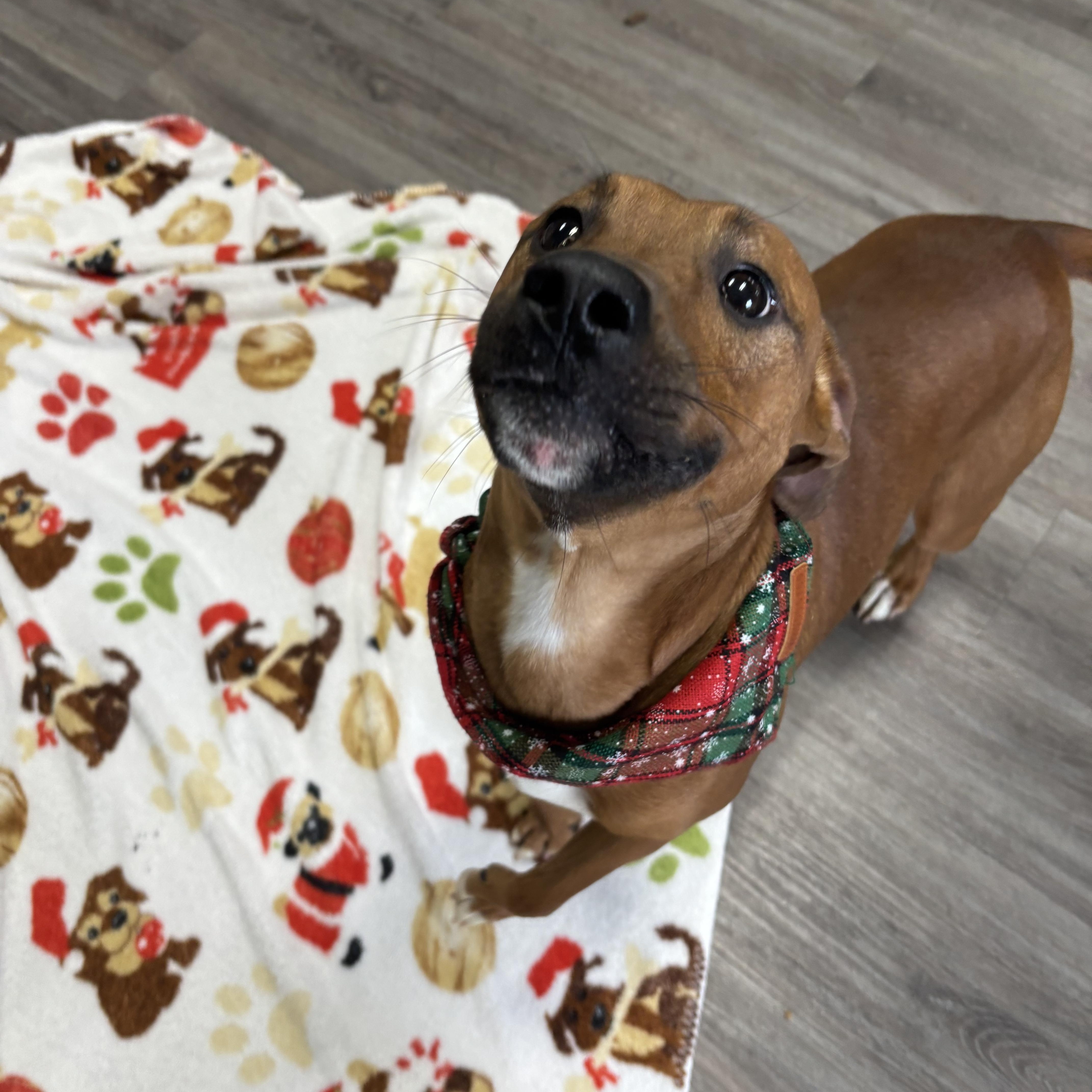 Enlarge Rudolph, a ADOPTABLE Mixed Breed in Circleville, OH image 3/6