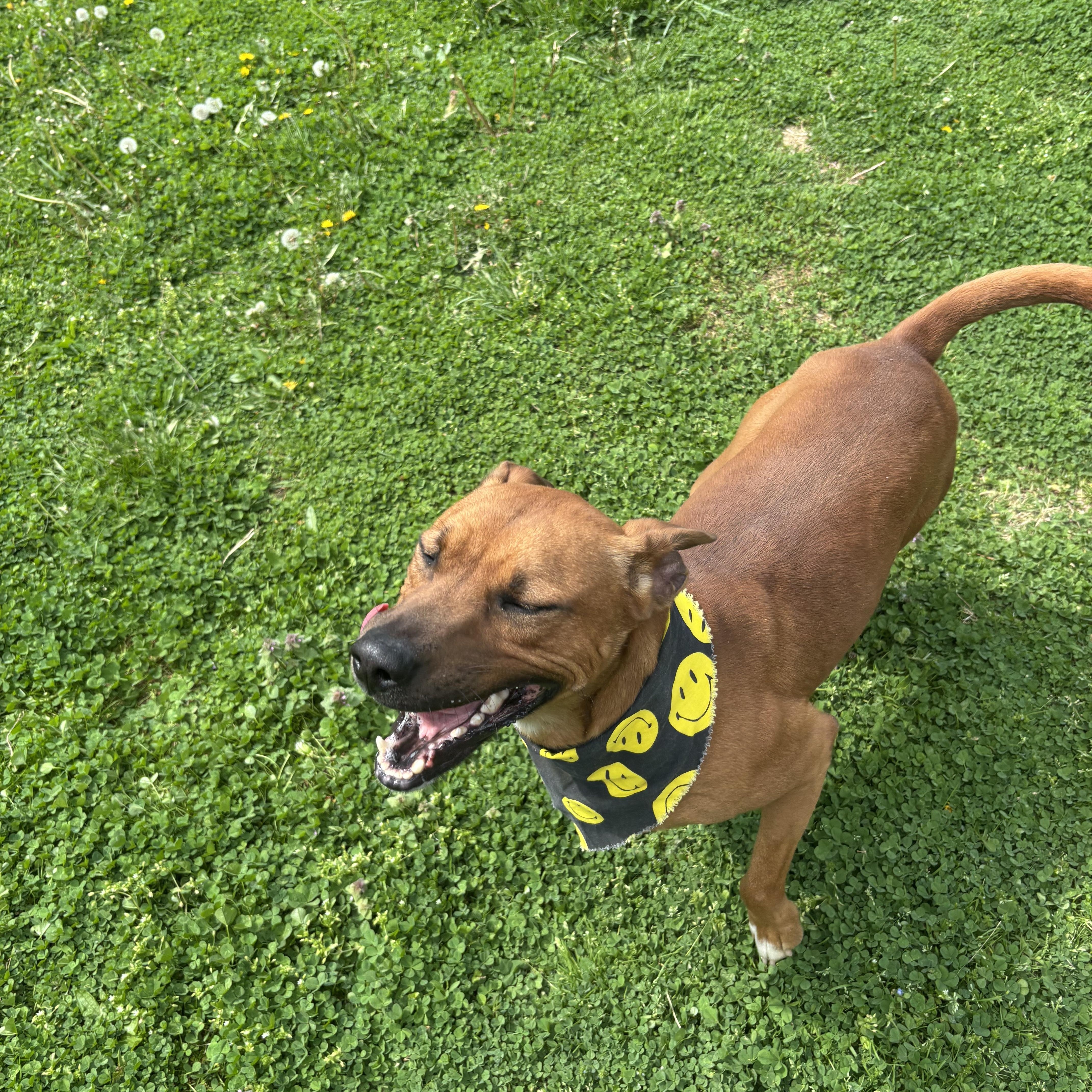 Enlarge Rudolph, a ADOPTABLE Mixed Breed in Circleville, OH image 6/6
