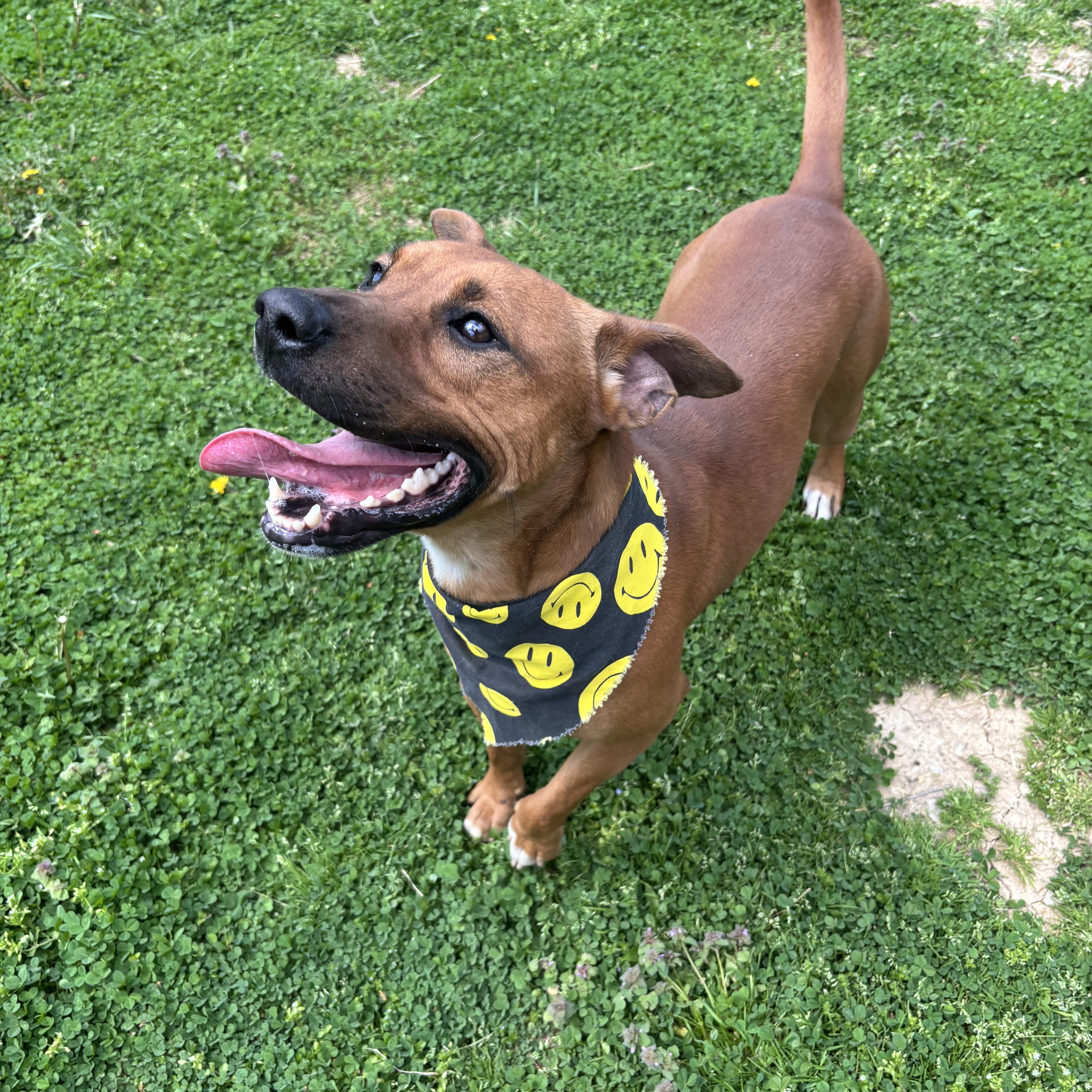 Enlarge Rudolph, a ADOPTABLE Mixed Breed in Circleville, OH image 2/6