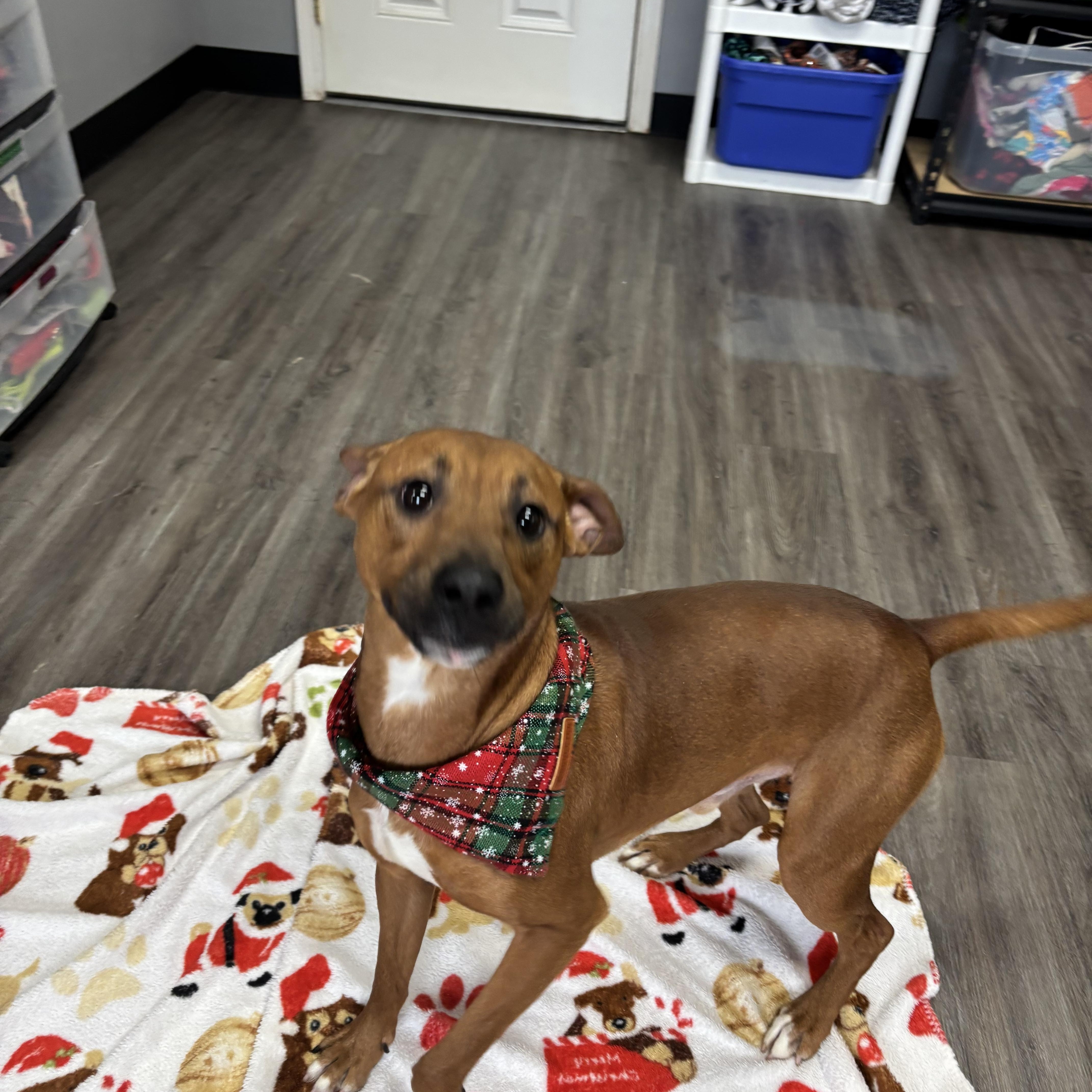 Enlarge Rudolph, a ADOPTABLE Mixed Breed in Circleville, OH image 4/6