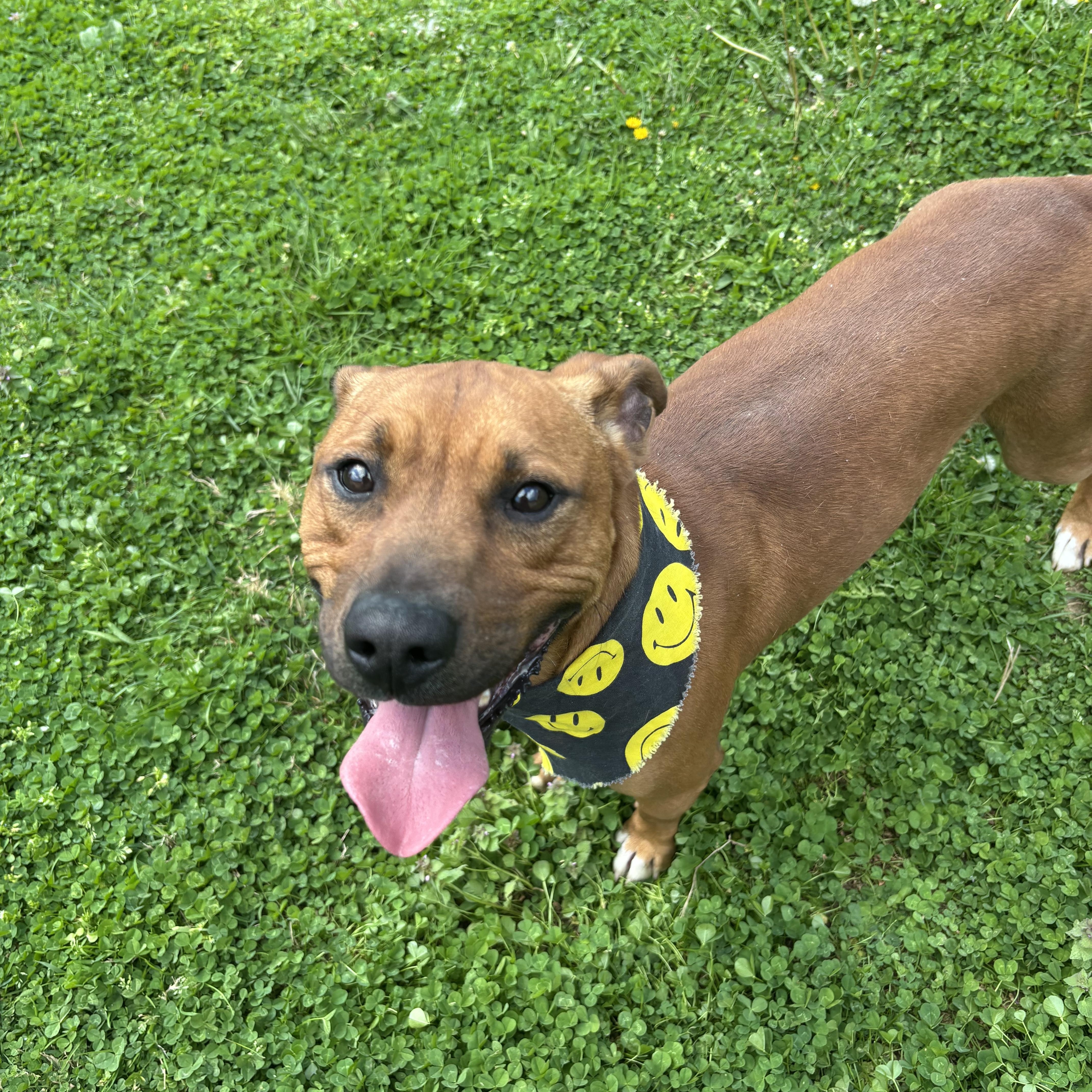 Enlarge Rudolph, a ADOPTABLE Mixed Breed in Circleville, OH image 1/6