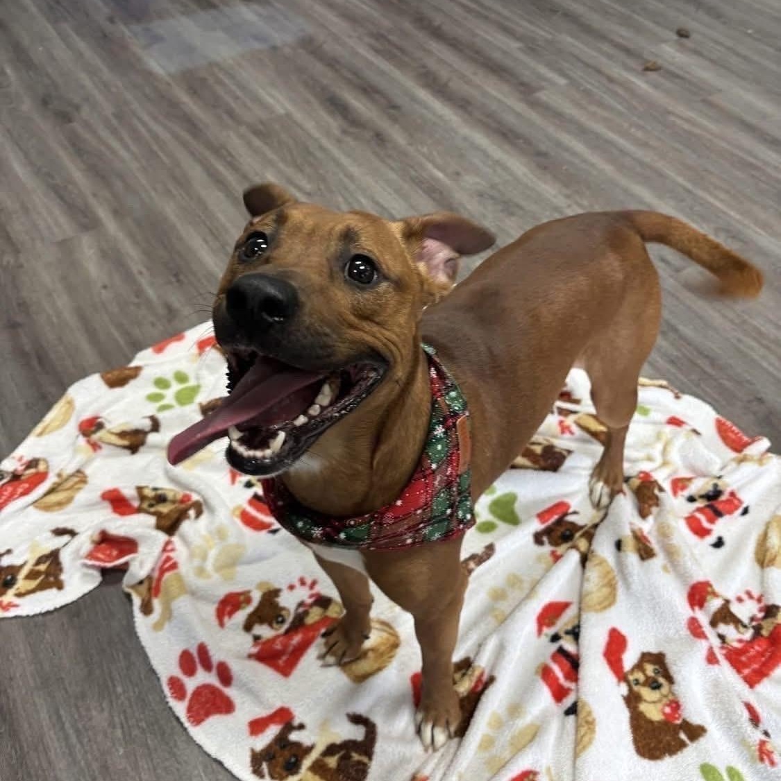 Rudolph, ADOPTABLE, Young Male Mixed Breed.