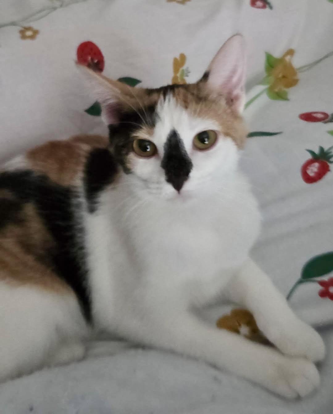 Prue, Adoptable, Kitten Female Calico.