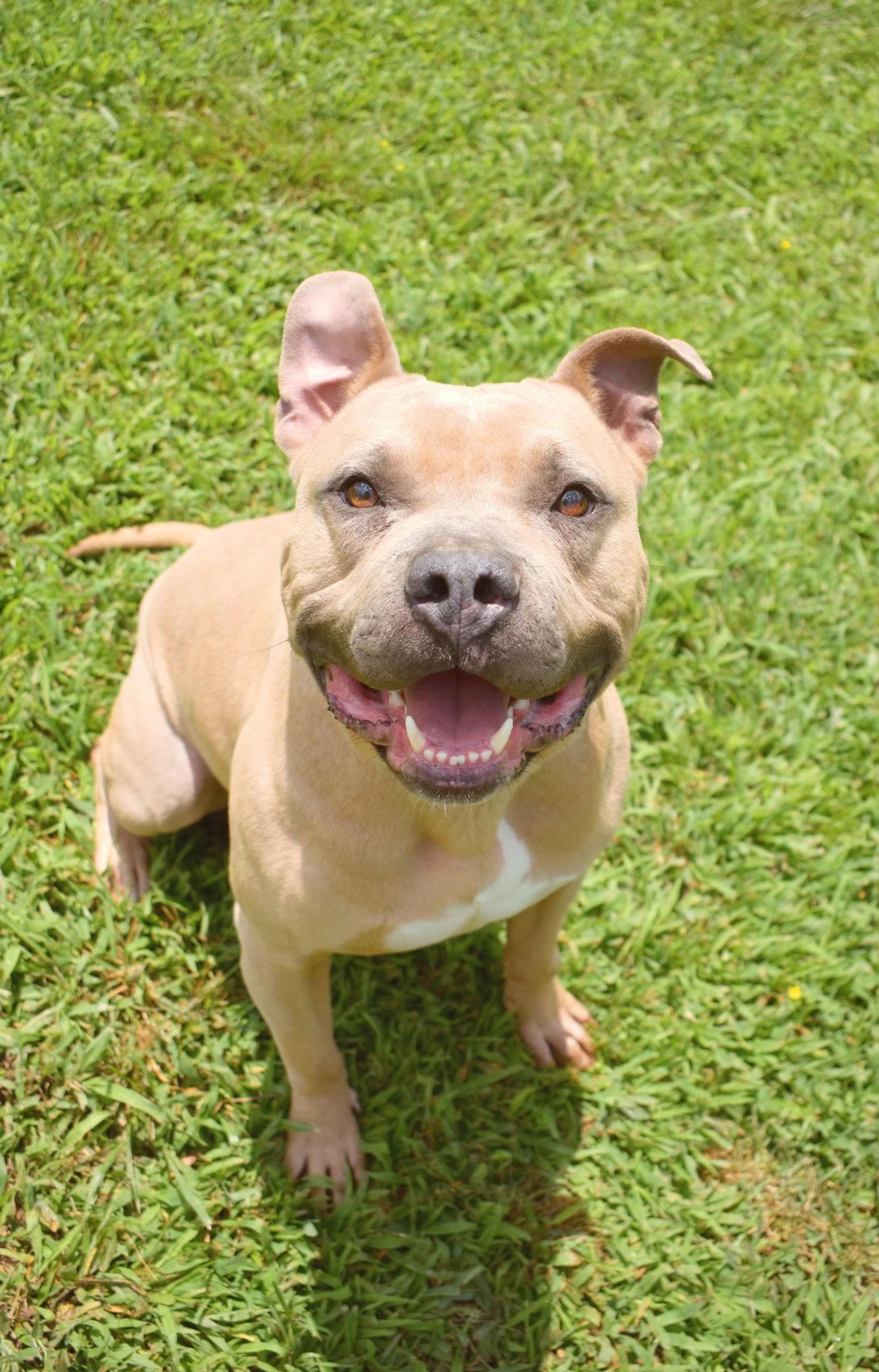 Gordon, Adoptable, Adult Male American Staffordshire Terrier.