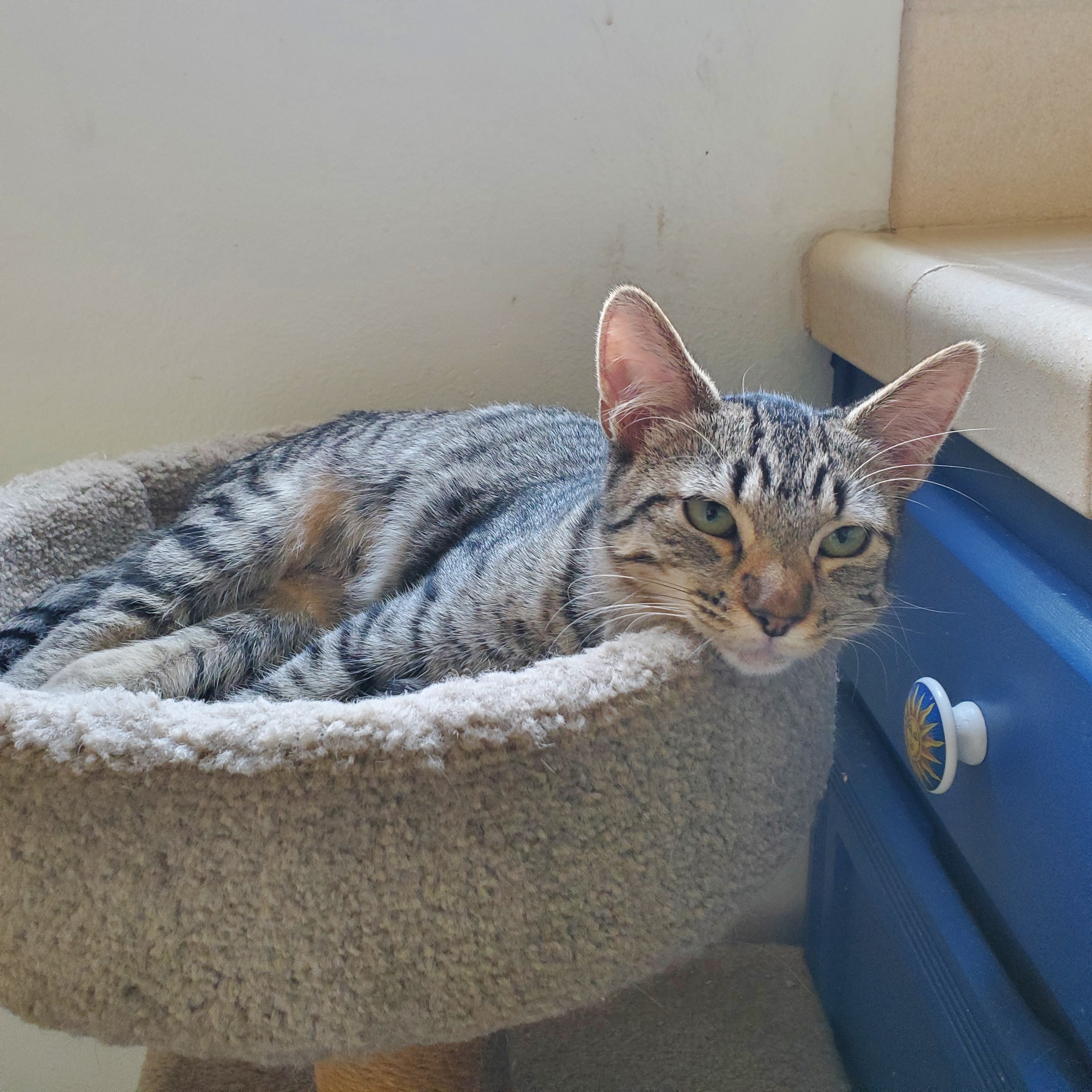 Juniper Berry, a Adoptable Domestic Short Hair in Anaheim, CA image 1/2