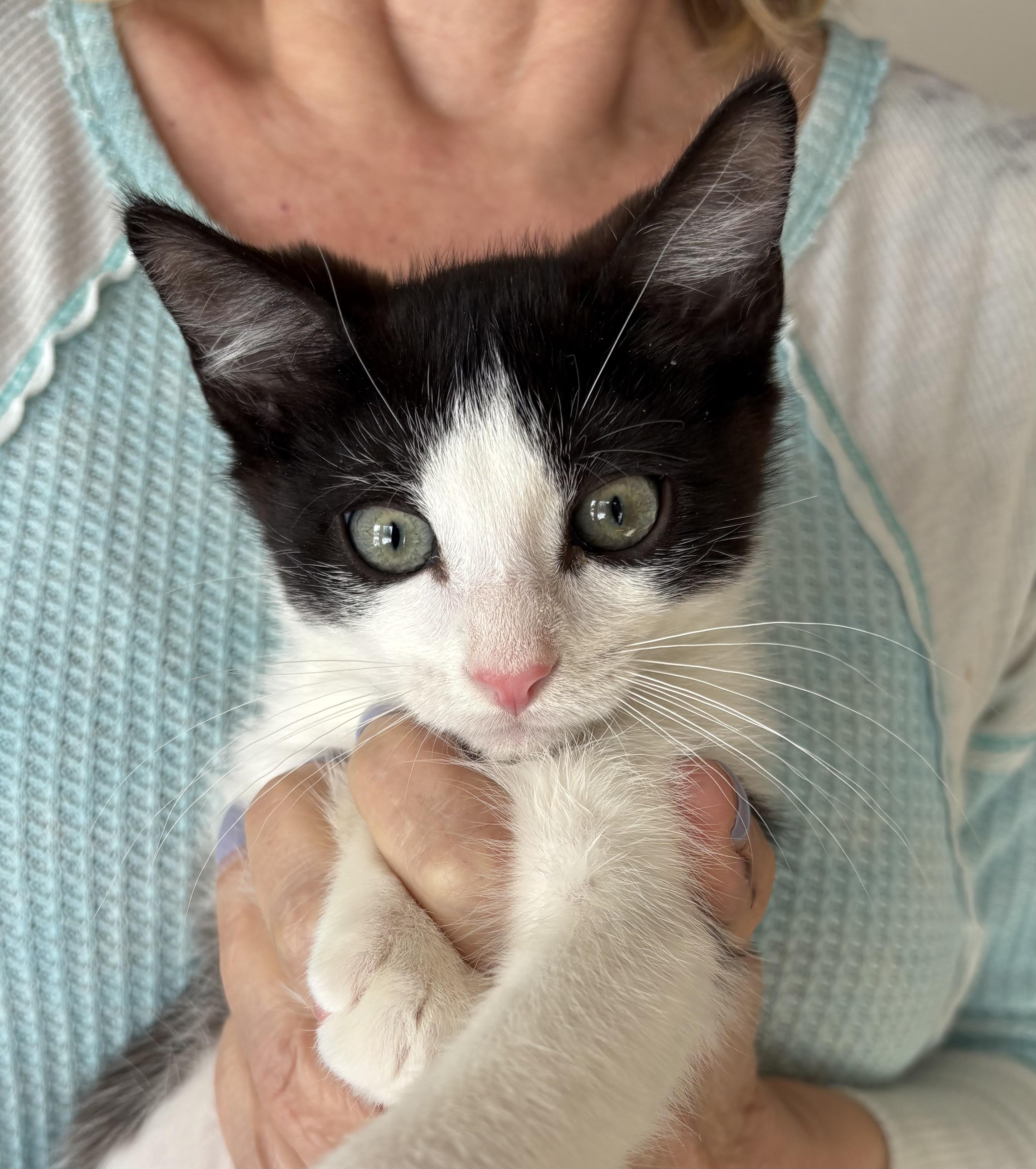 Enlarge Beau (to be adopted with a litter mate), a Adoptable Domestic Short Hair in Roslyn Heights, NY image 3/4