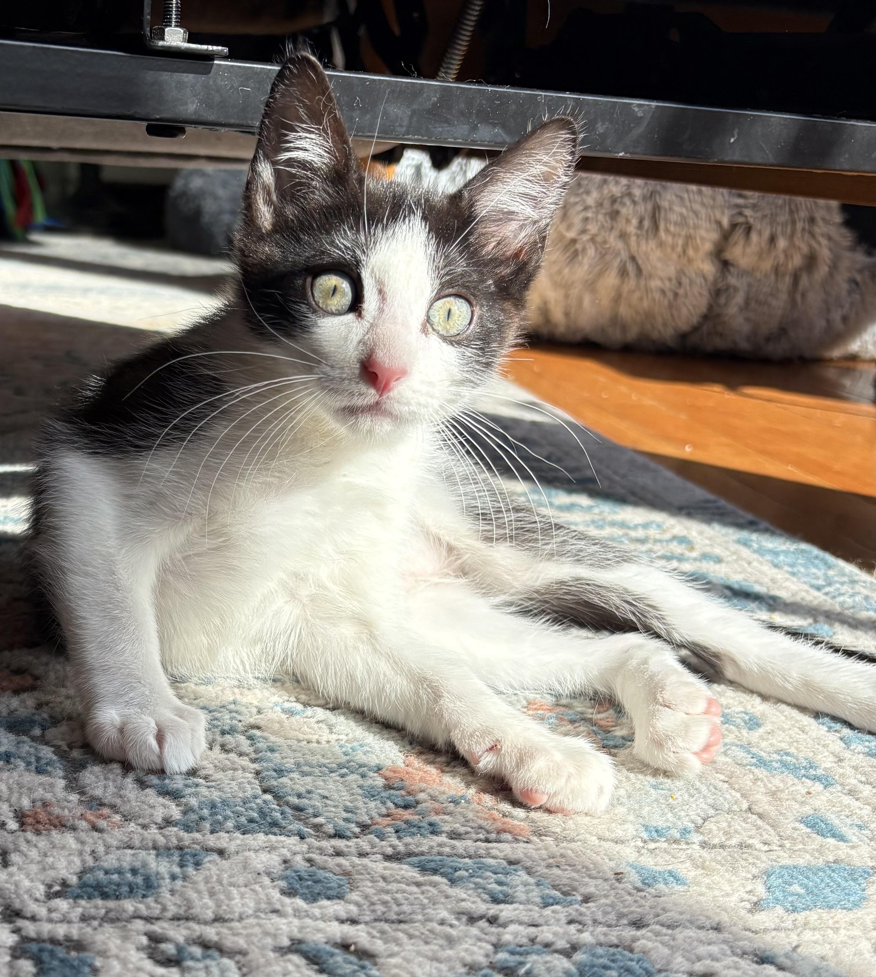 Enlarge Beau (to be adopted with a litter mate), a Adoptable Domestic Short Hair in Roslyn Heights, NY image 2/4