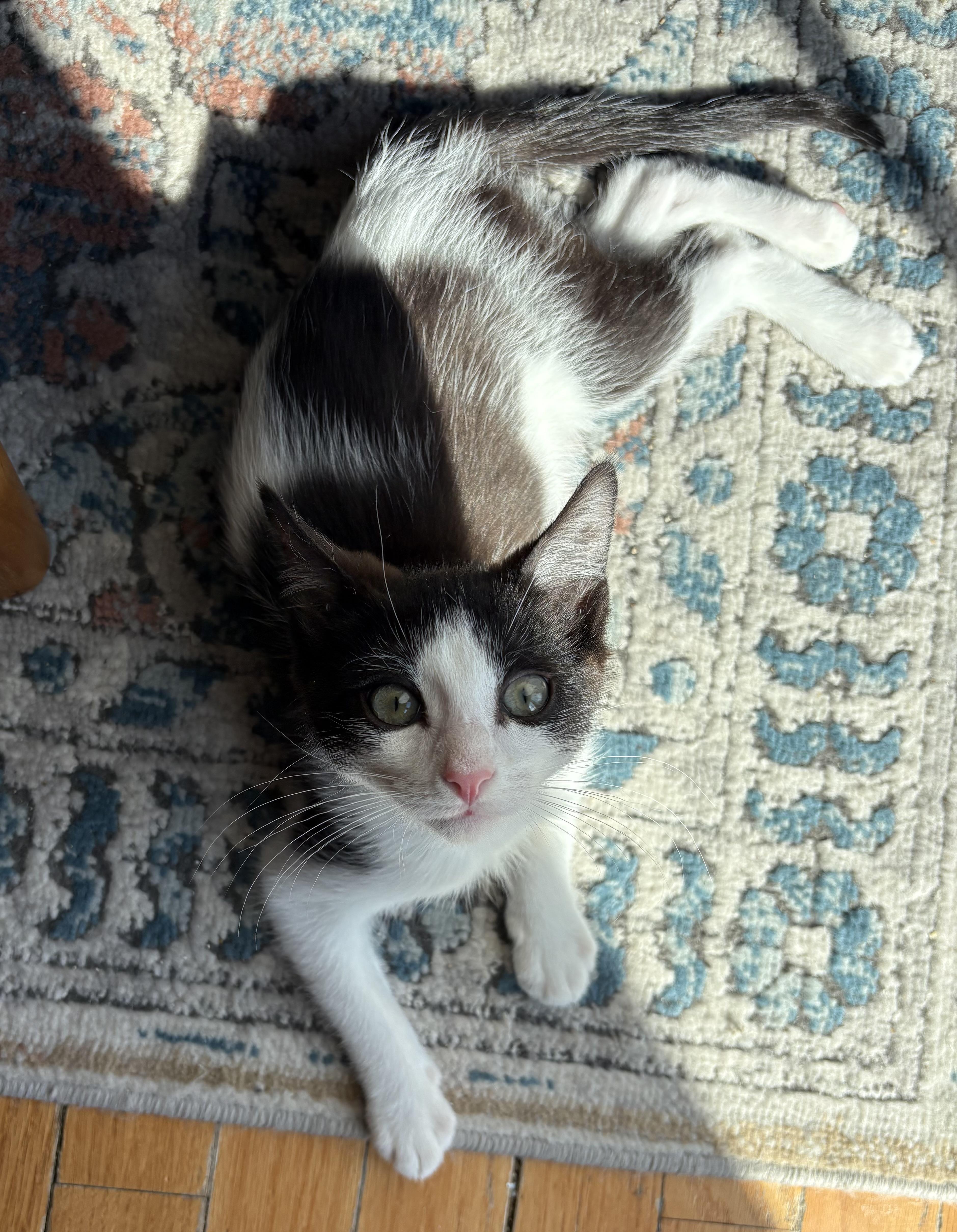 Enlarge Beau (to be adopted with a litter mate), a Adoptable Domestic Short Hair in Roslyn Heights, NY image 4/4