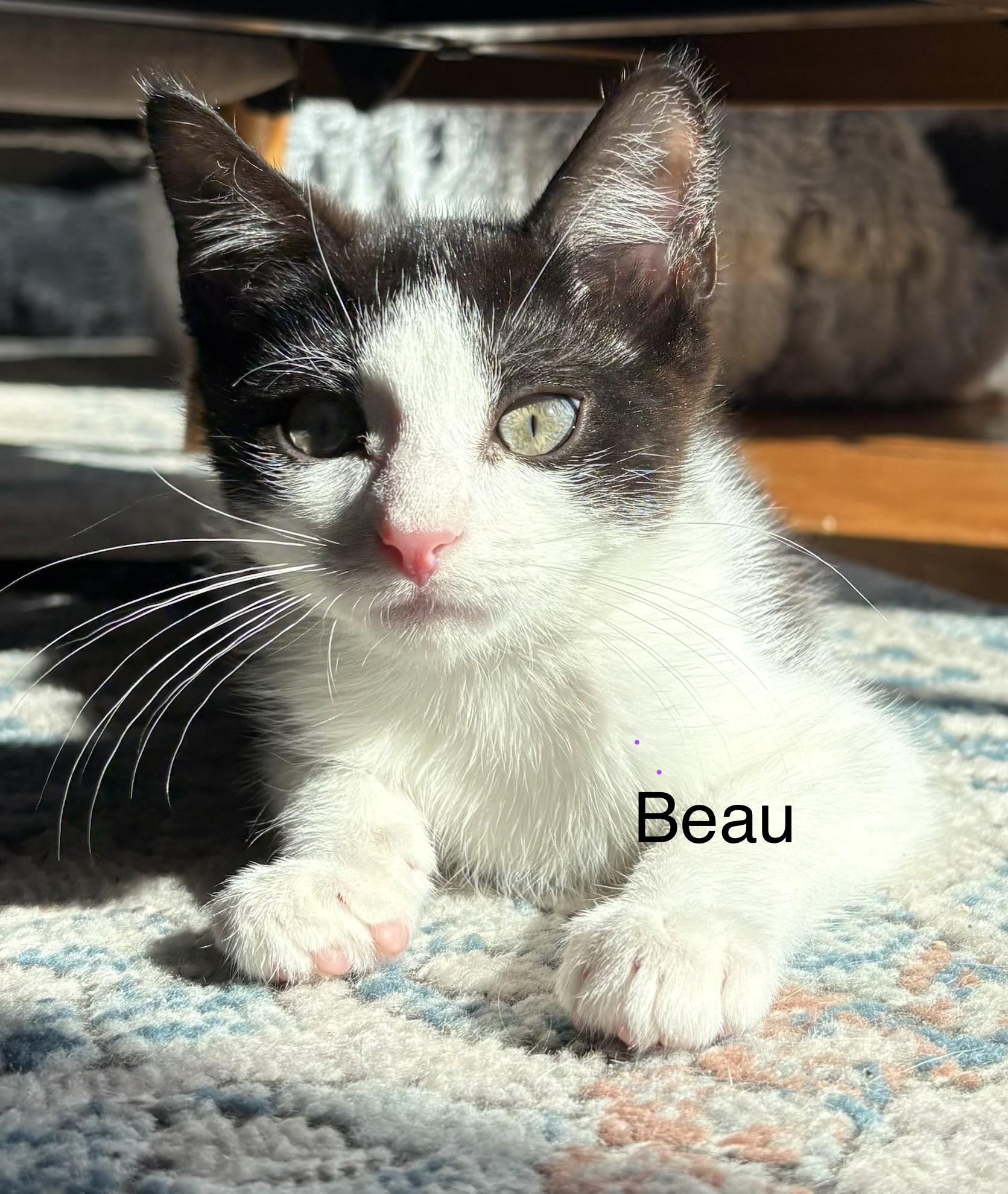 Beau (to be adopted with a litter mate), Adoptable, Kitten Male Domestic Short Hair.