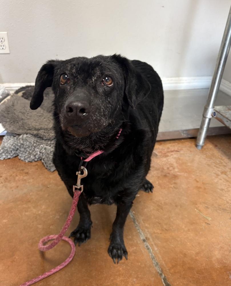 Enlarge Lumen, a Adoptable mixed breed in Bolivar, MO image 1/5