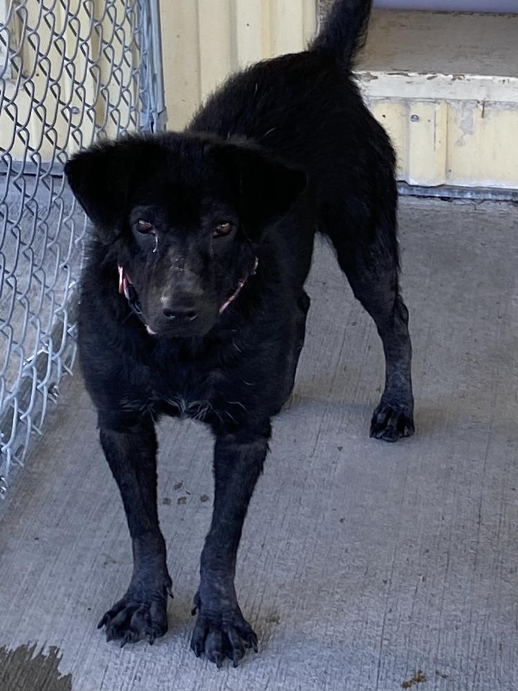 Enlarge Lumen, a Adoptable mixed breed in Bolivar, MO image 2/5